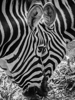 Detailed black and white close-up of a zebra's stripes. Captured outdoors in Jawa Barat, Indonesia.