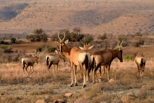 Antelopes Grazing