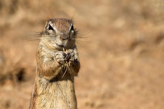 一只可爱的南非地松鼠正在其自然栖息地的草地上啃食