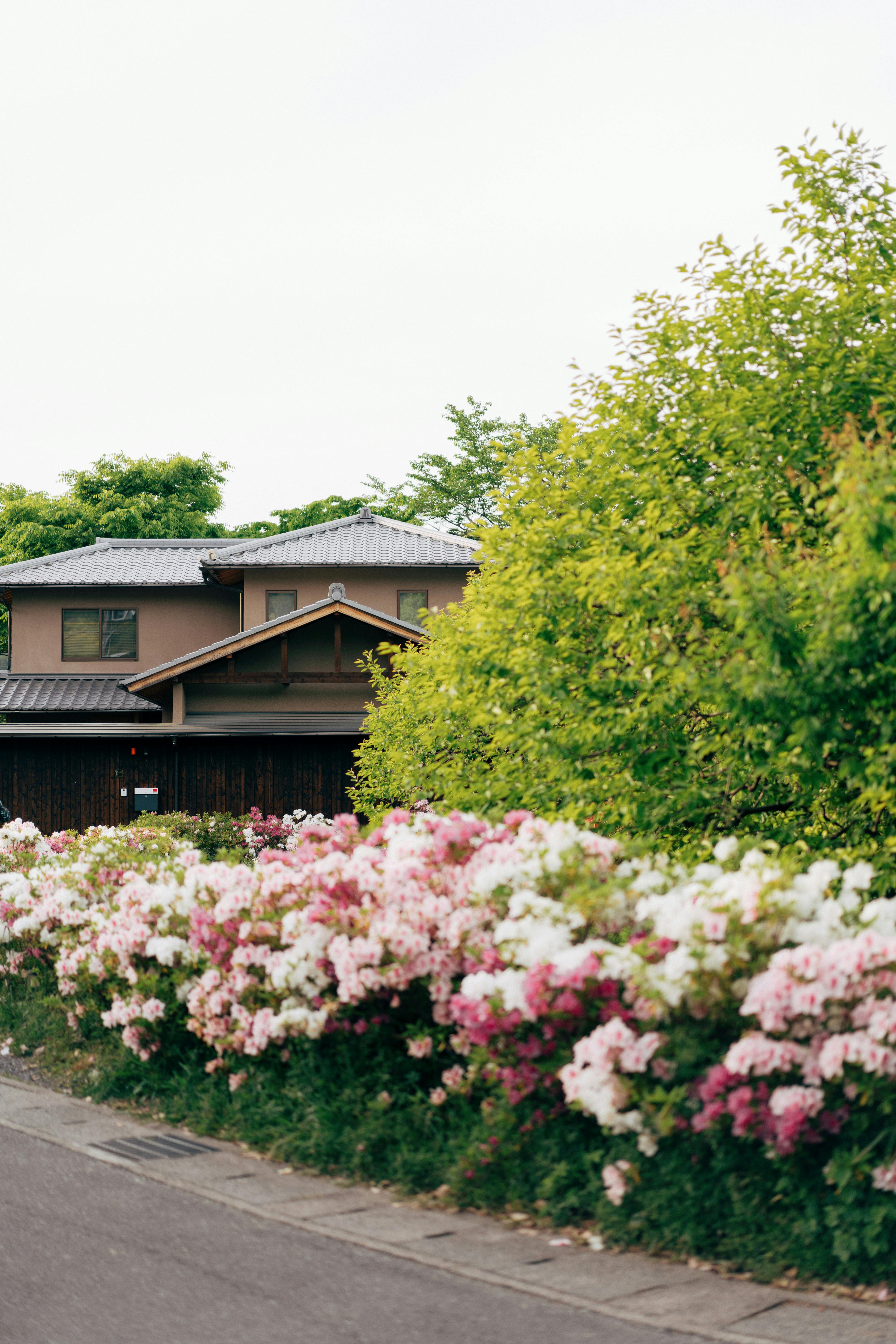 бесплатная Бесплатное стоковое фото с Азалия, Азия, безмятежность Стоковое фото