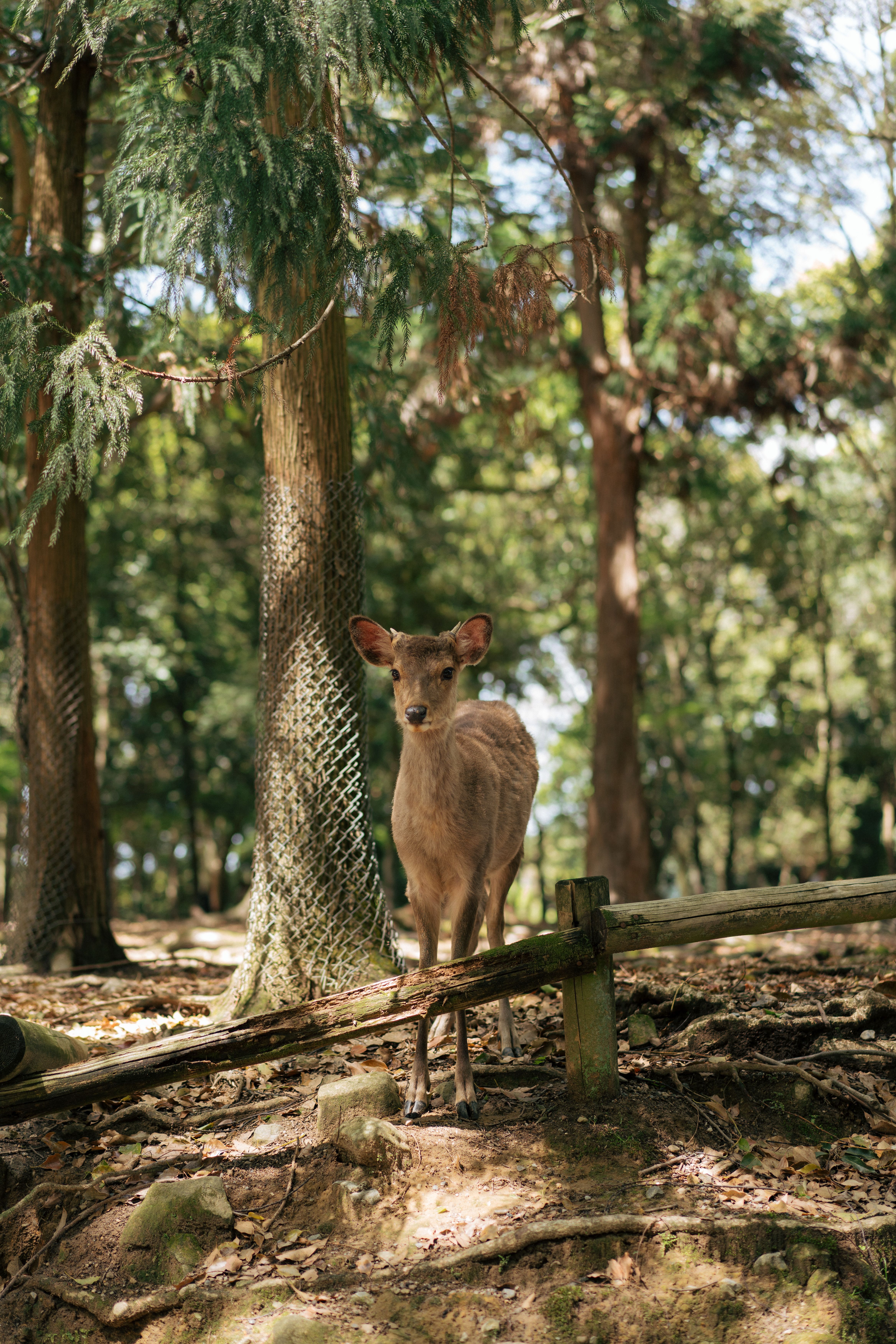 A deer stands peacefully in a sunlit forest in Japan, capturing natural beauty.