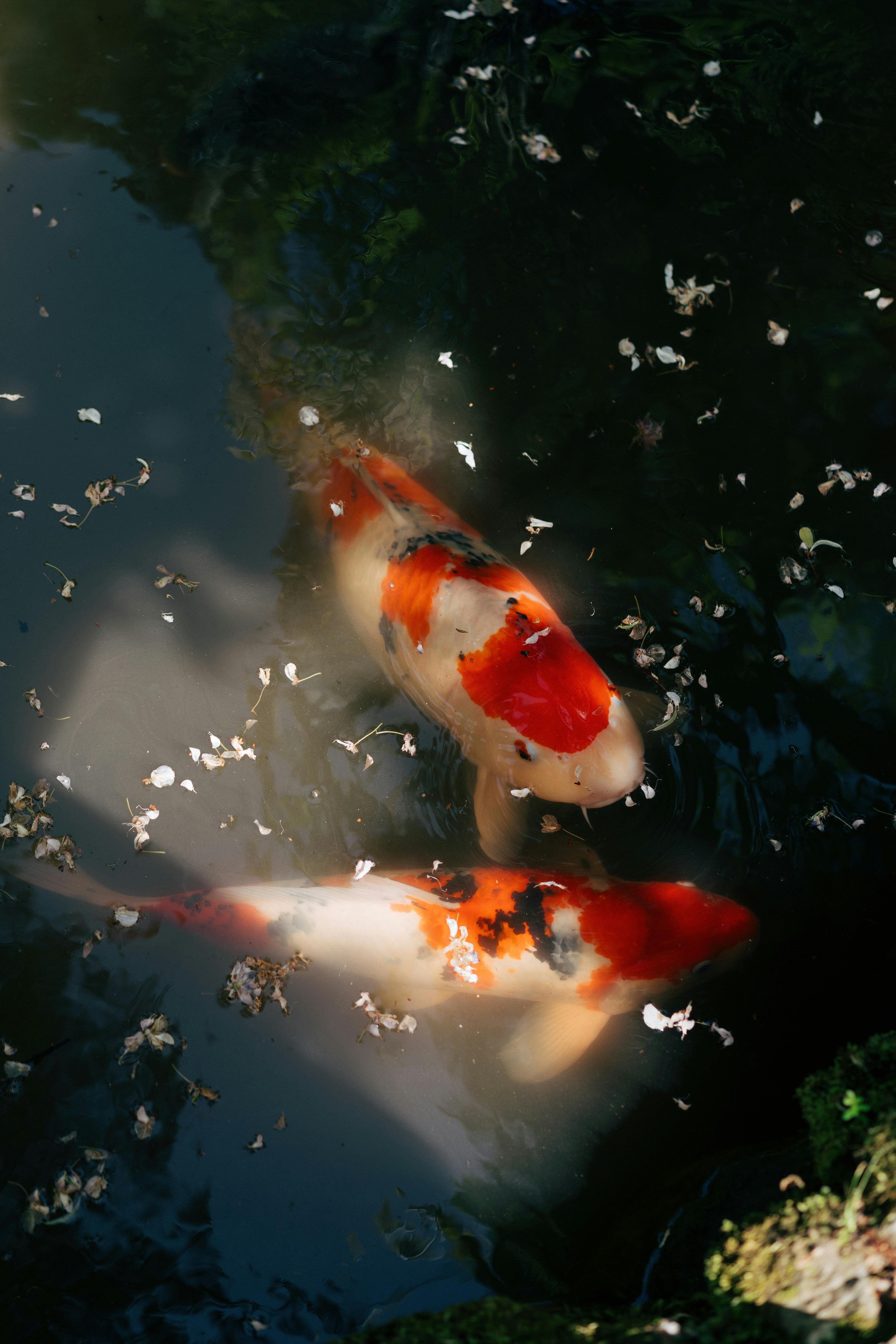 Two vibrant koi fish swim gracefully in a serene Japanese pond surrounded by floating petals.