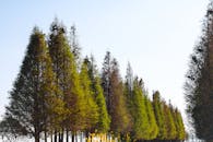 Lush Green Pine Tree Row in Sunny Outdoor Setting