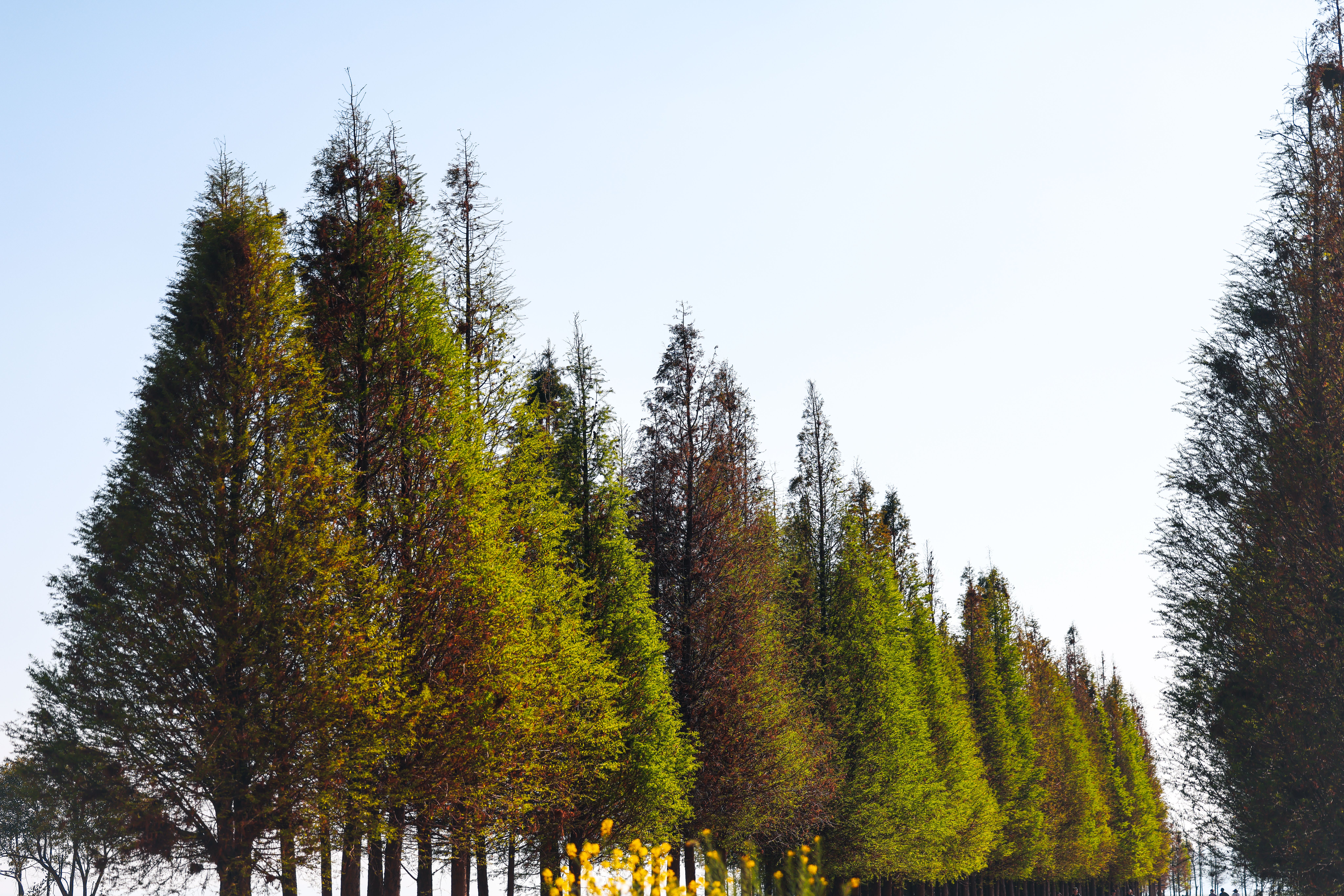 Fa Qs Trees Photos, Download The BEST Free Fa Qs Trees Stock Photos ...