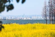 Vibrant Urban Skyline Behind Yellow Floral Field