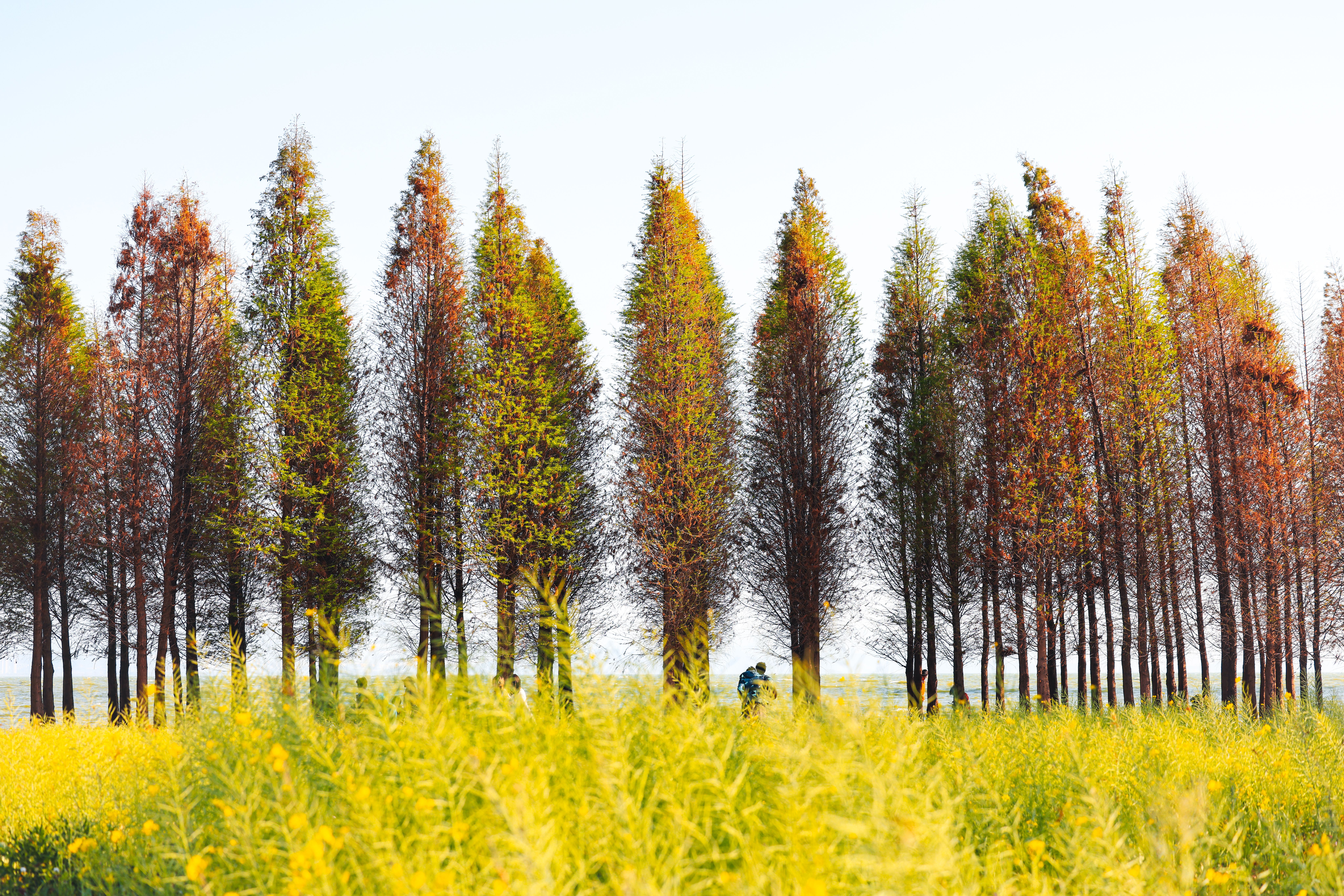 Vibrant Spring Landscape with Tall Trees · Free Stock Photo