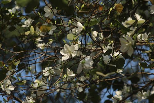 Free Beautiful white flowers in full bloom on tree branches under sunlight. Stock Photo