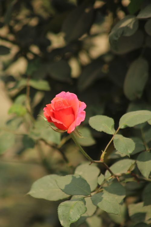 Free Bright pink rose in full bloom amidst lush green leaves, capturing nature's beauty. Stock Photo