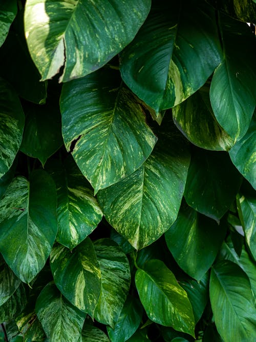 Lush Green Leaves