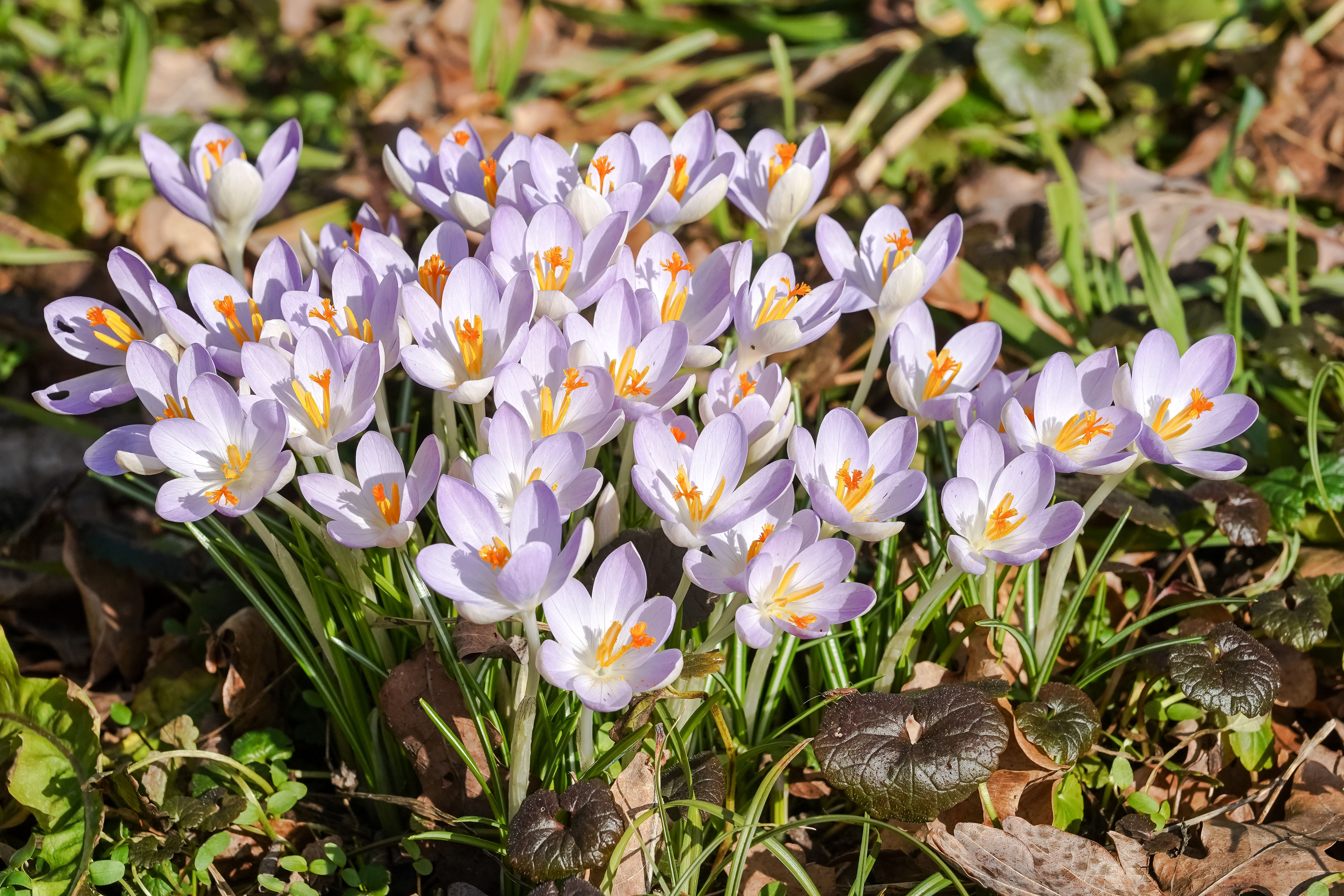 Crocuses