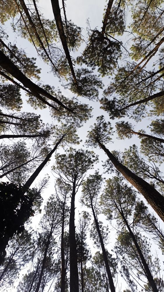 90.000+ melhores imagens de Floresta De Pinus · Download 100% grátis ...