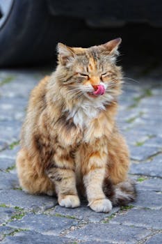 A fluffy tabby cat licking its nose while sitting on a cobblestone path outdoors.