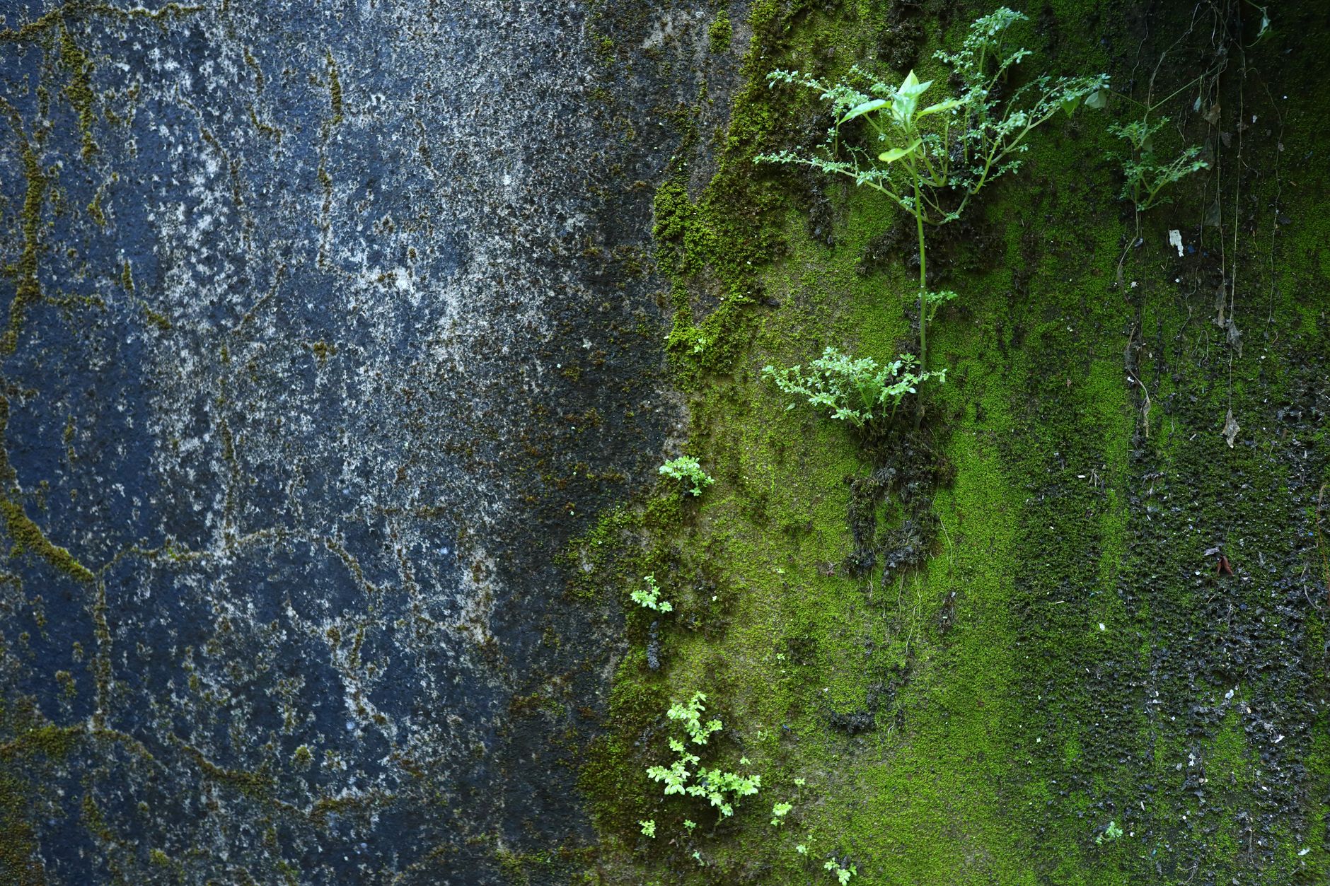 A moss-covered wall with small plants in Hội An, Vietnam, showcasing nature's resilience.