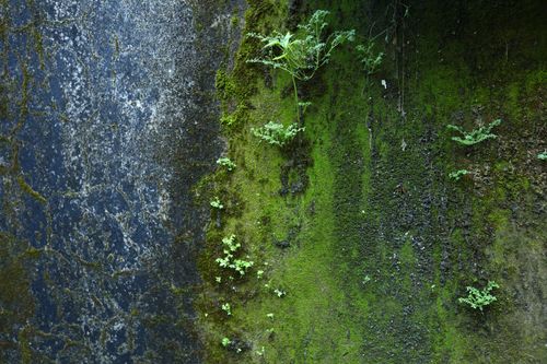 Free Close-up of vibrant green moss and plants on a textured, aged wall in Hội An, Vietnam. Stock Photo
