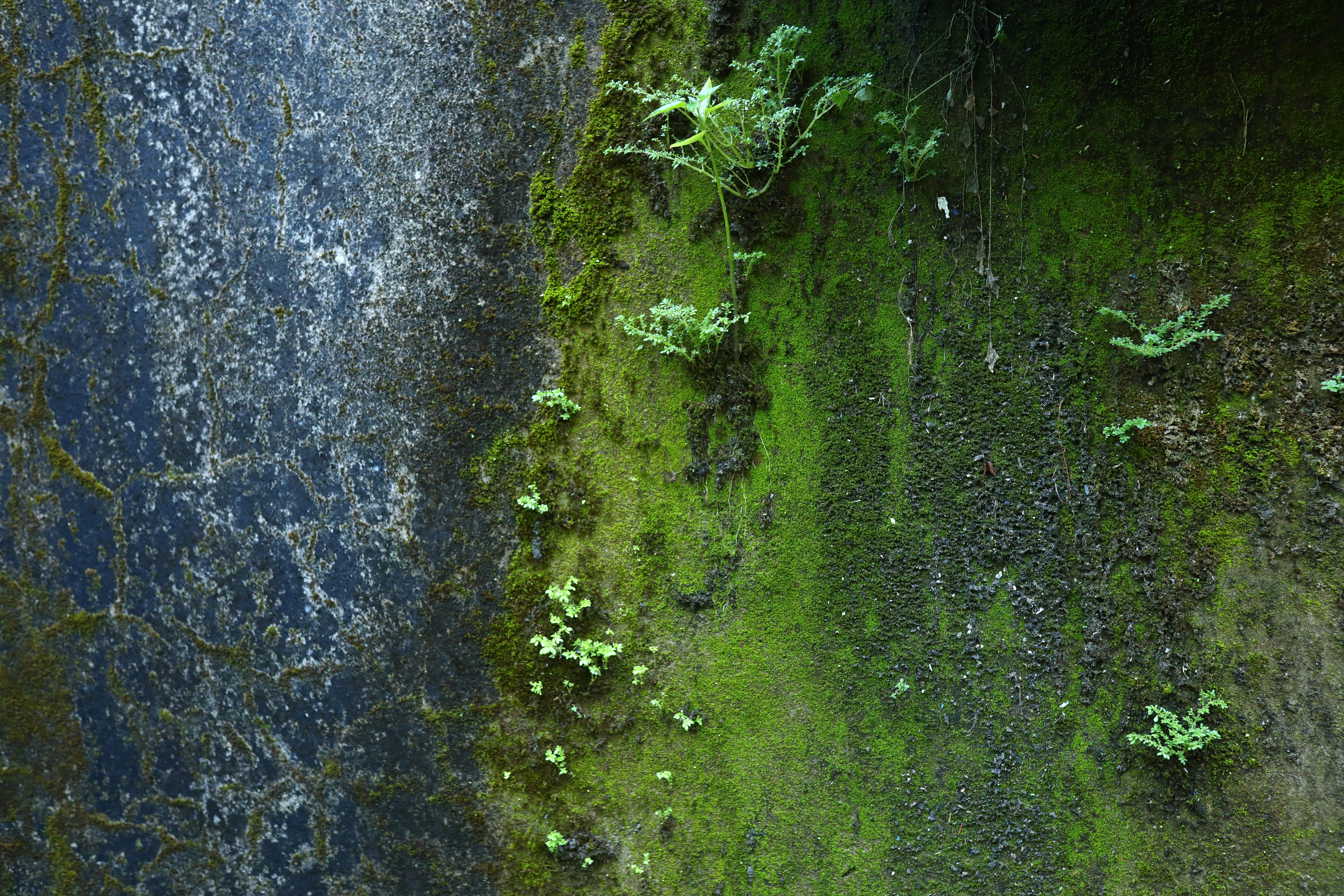 Gratis Primer plano de musgo verde vibrante y plantas sobre una pared texturizada y envejecida en Hội An, Vietnam. Foto de stock