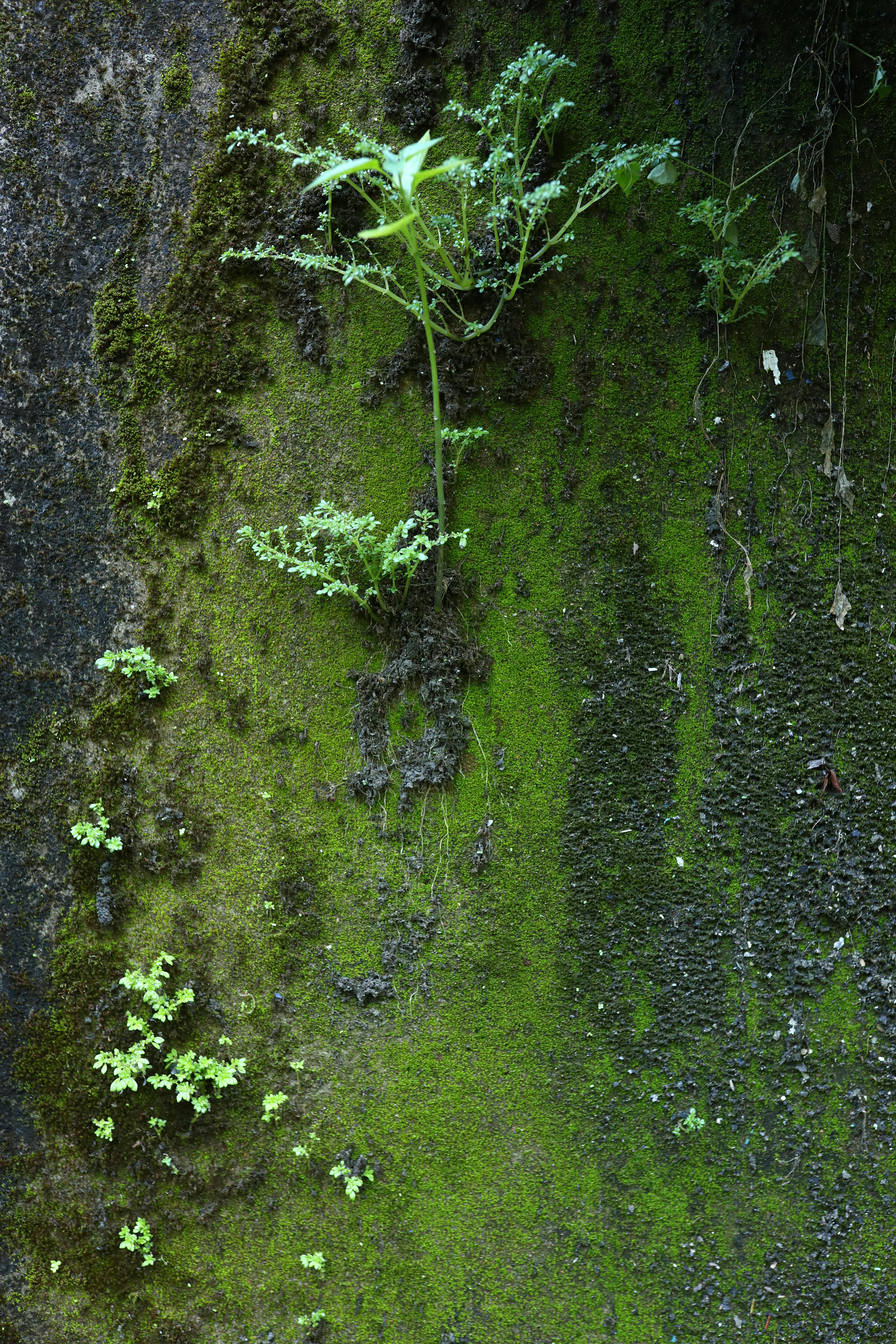 無料 ベトナムのホイアンにあるテクスチャのある壁に生える鮮やかな緑の苔とシダ。 写真素材