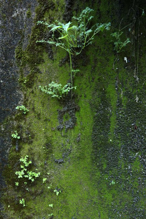 Free Vivid green moss and ferns on a textured wall in Hội An, Vietnam. Stock Photo