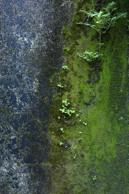 Free Close-up of mosses and lichen growing on a weathered wall in Hội An, Vietnam. Stock Photo