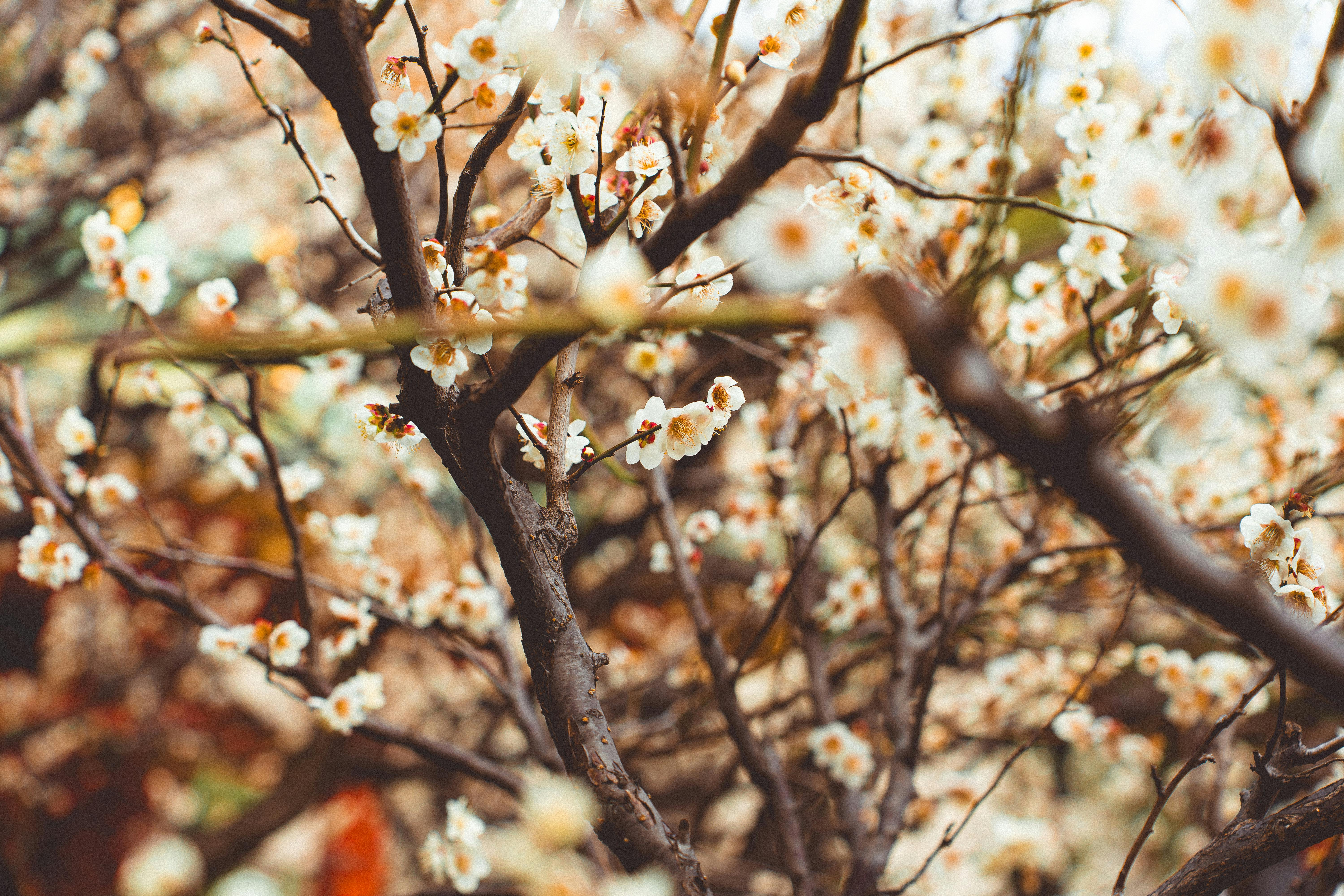 Close-up of sakura blossoms in Tokyo, capturing the essence of spring and Japanese beauty.