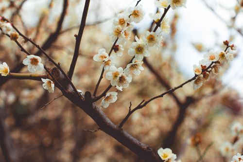 Free Close-up of stunning sakura blossoms captured in a serene Tokyo setting. Stock Photo