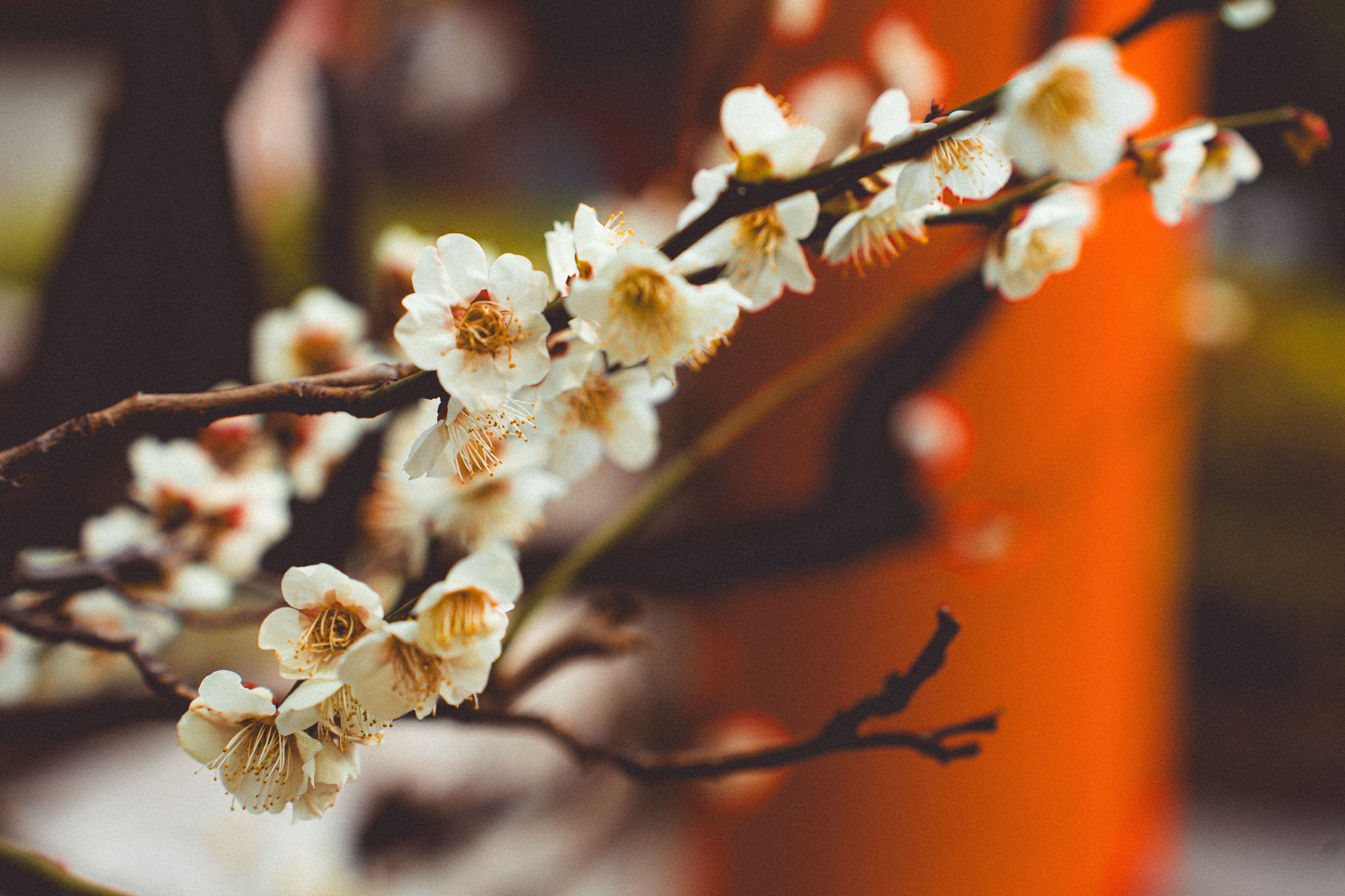 Kadō: The Way of Flowers and the Art of Finding Meaning in Impermanence