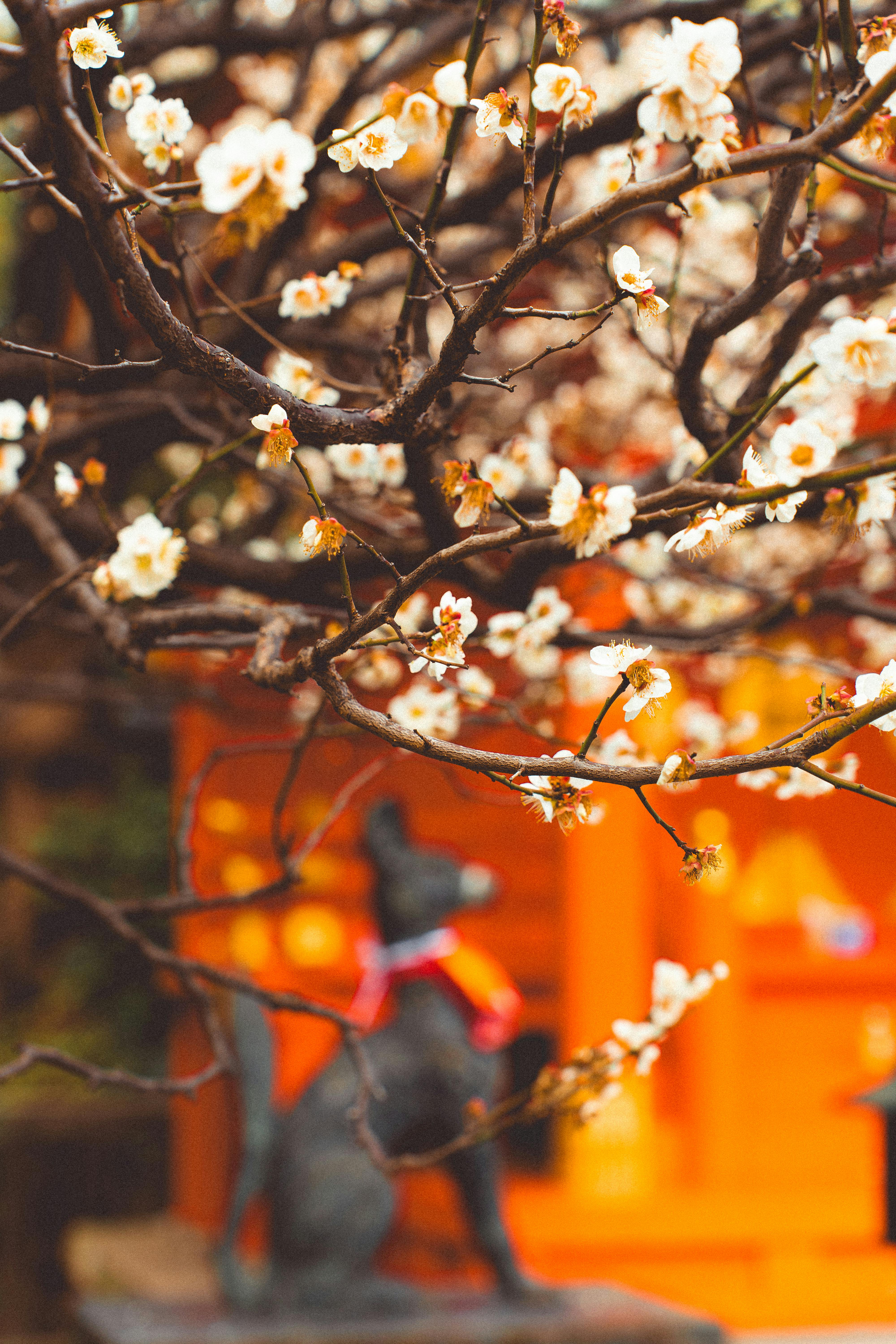 無料 鮮やかなオレンジ色の背景に、東京の神社の春の美しい桜。 写真素材