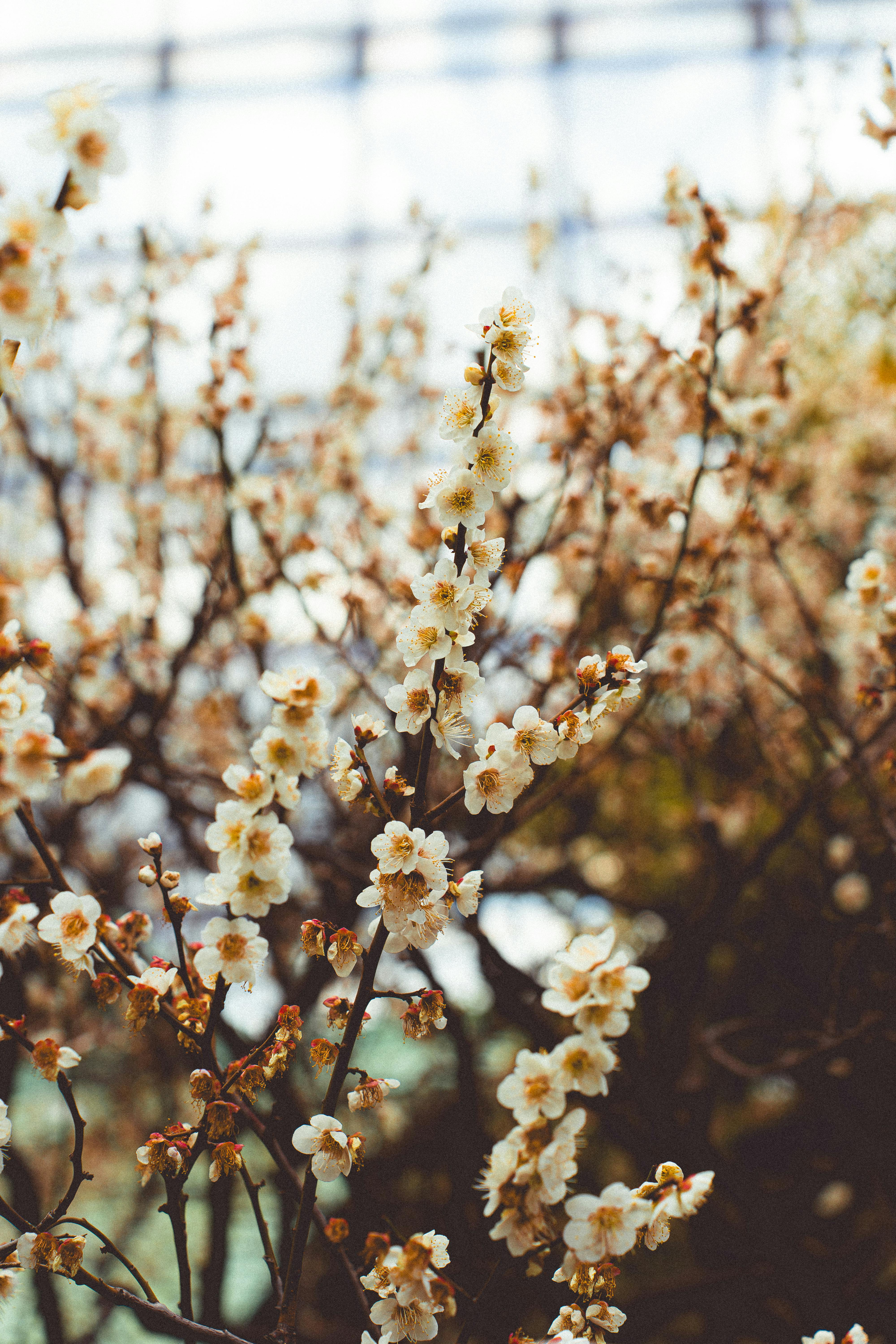 Free stock photo of downtown tokyo, explore japan, historic japan Stock Photo