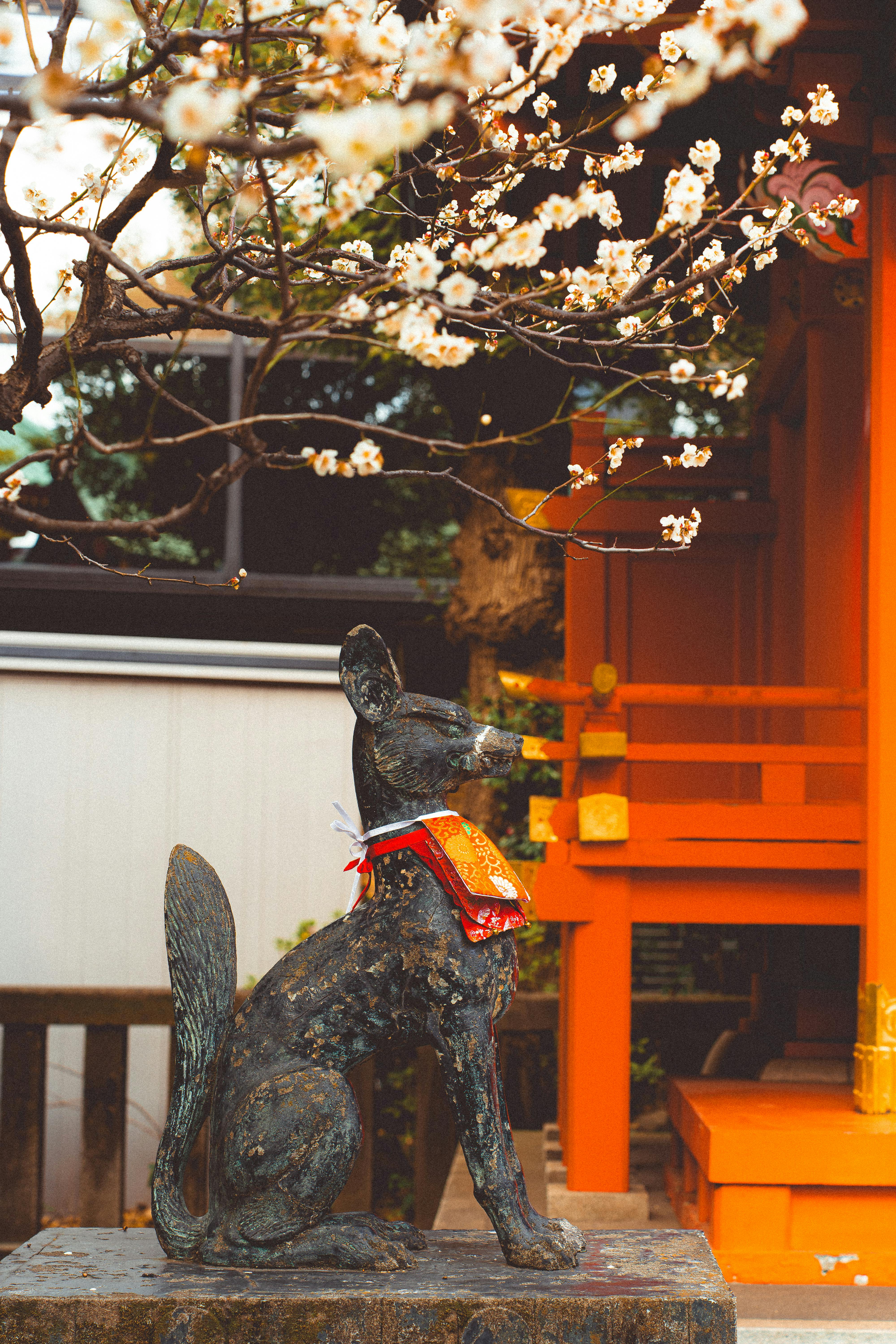Gratis Patung rubah Inari di bawah pohon sakura yang sedang mekar di sebuah kuil di Tokyo, menampilkan budaya dan arsitektur Jepang. Foto Stok