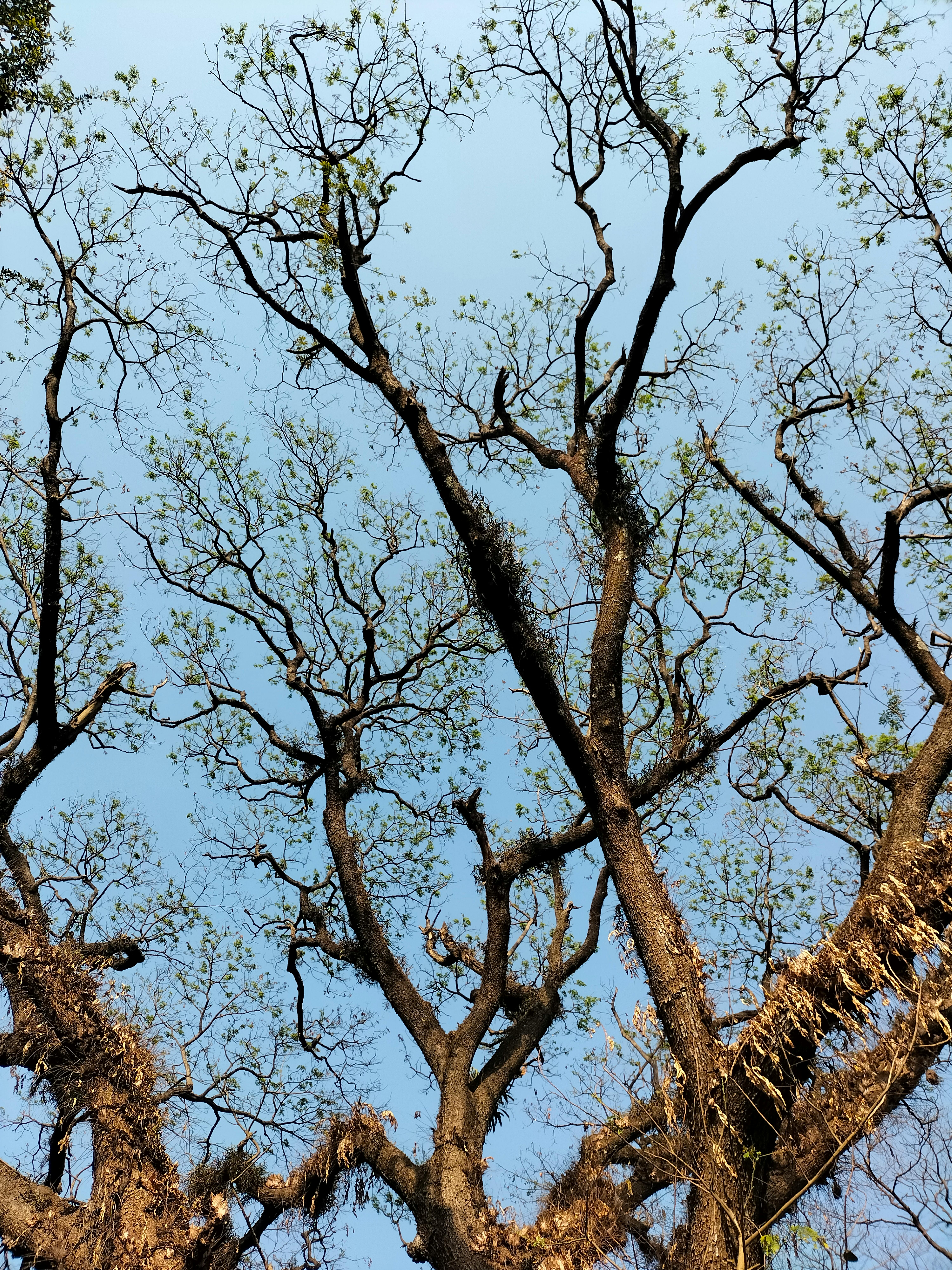 Free Dramatic view of tree branches silhouetted against a clear blue sky, showcasing nature's intricate patterns. Stock Photo