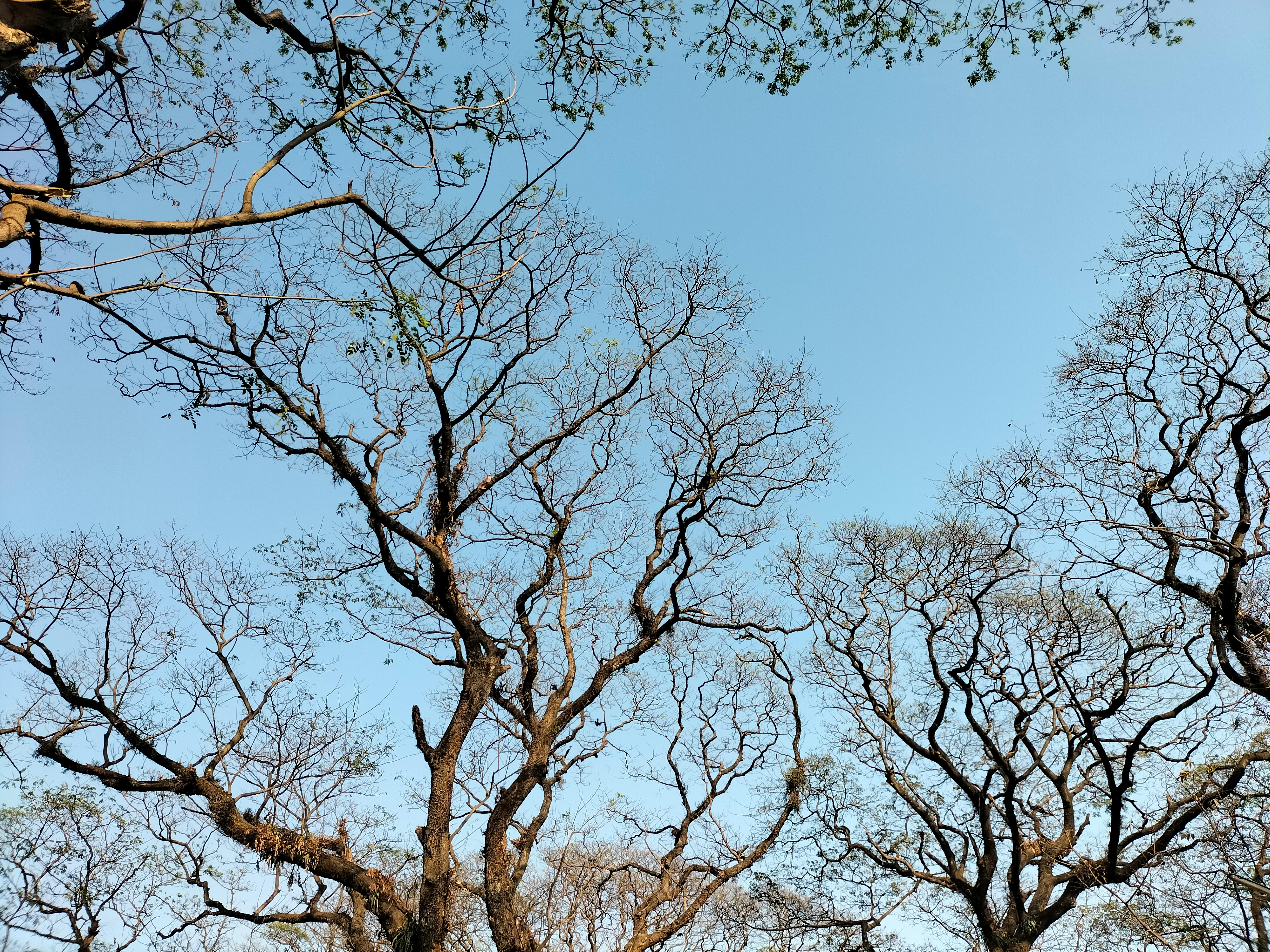 Gratis Ranting-ranting pohon yang gundul menjulur ke arah langit biru yang jernih, menggambarkan pemandangan musim dingin yang damai. Foto Stok
