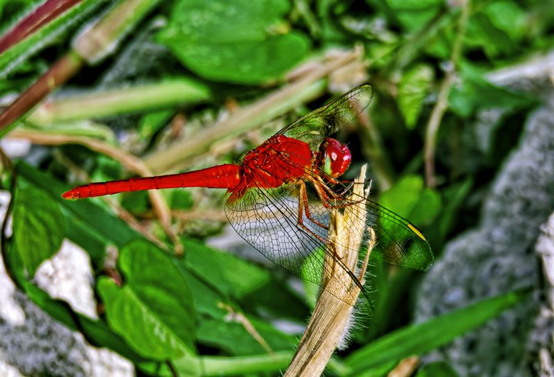 Close-up of a vibrant scarlet percher dragonfly perched on a green leaf in Mandaue, Philippines.