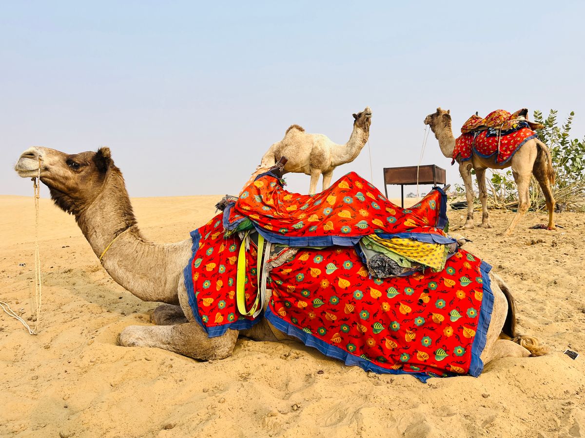 Camels in bright blankets resting in the Jaisalmer desert