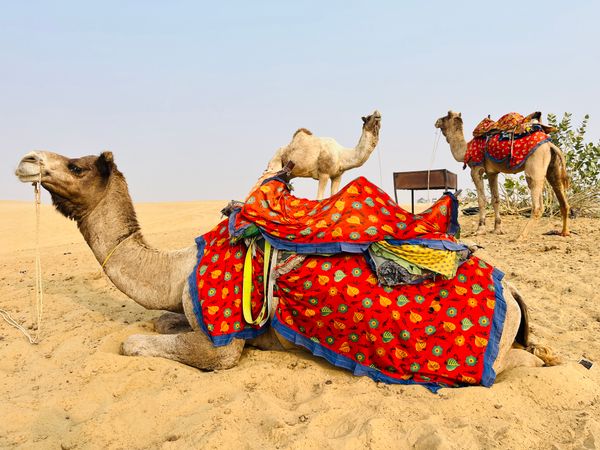 Camels in bright blankets resting in the Jaisalmer desert