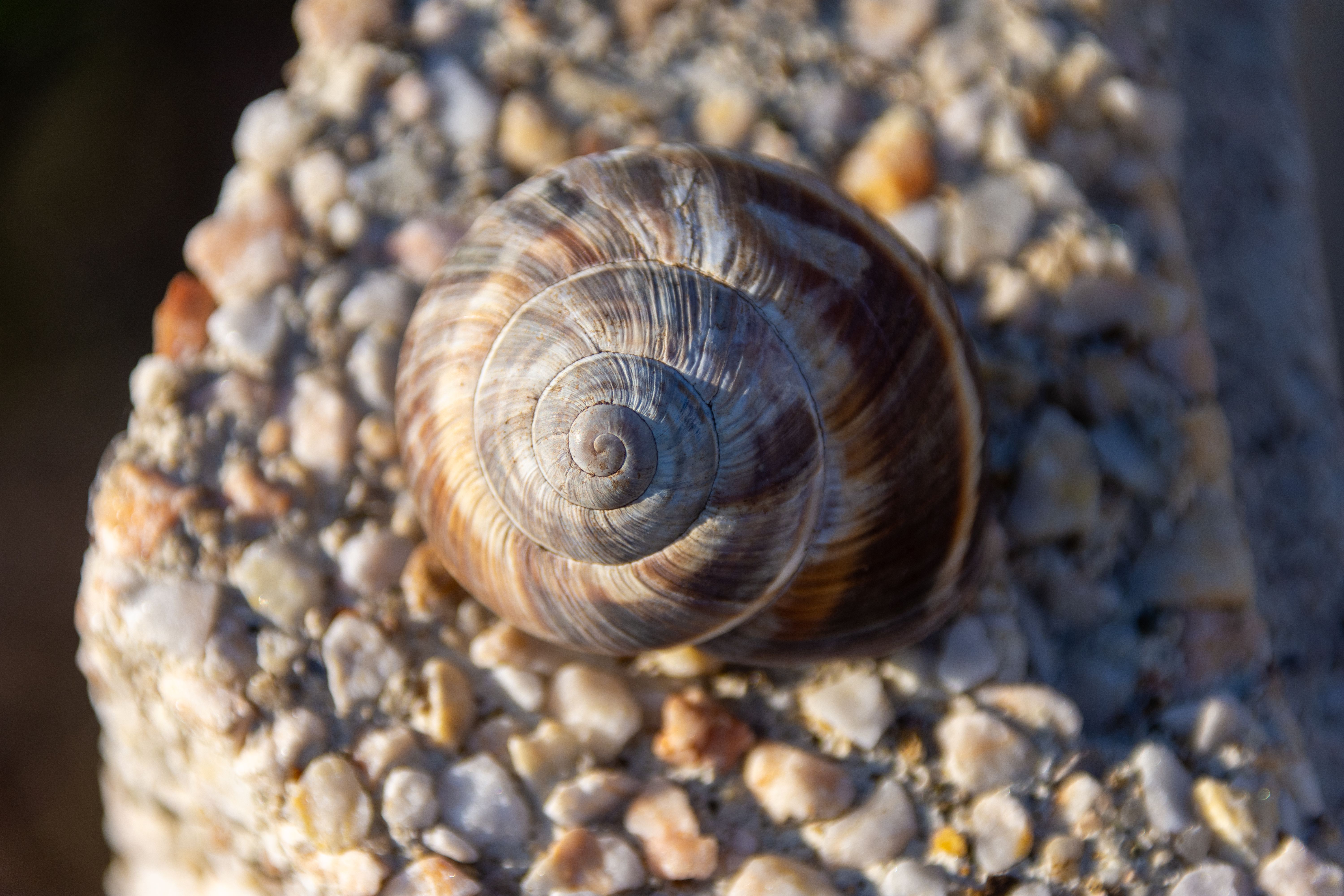 Close-up of Snail Shell on Pebbled Surface · Free Stock Photo