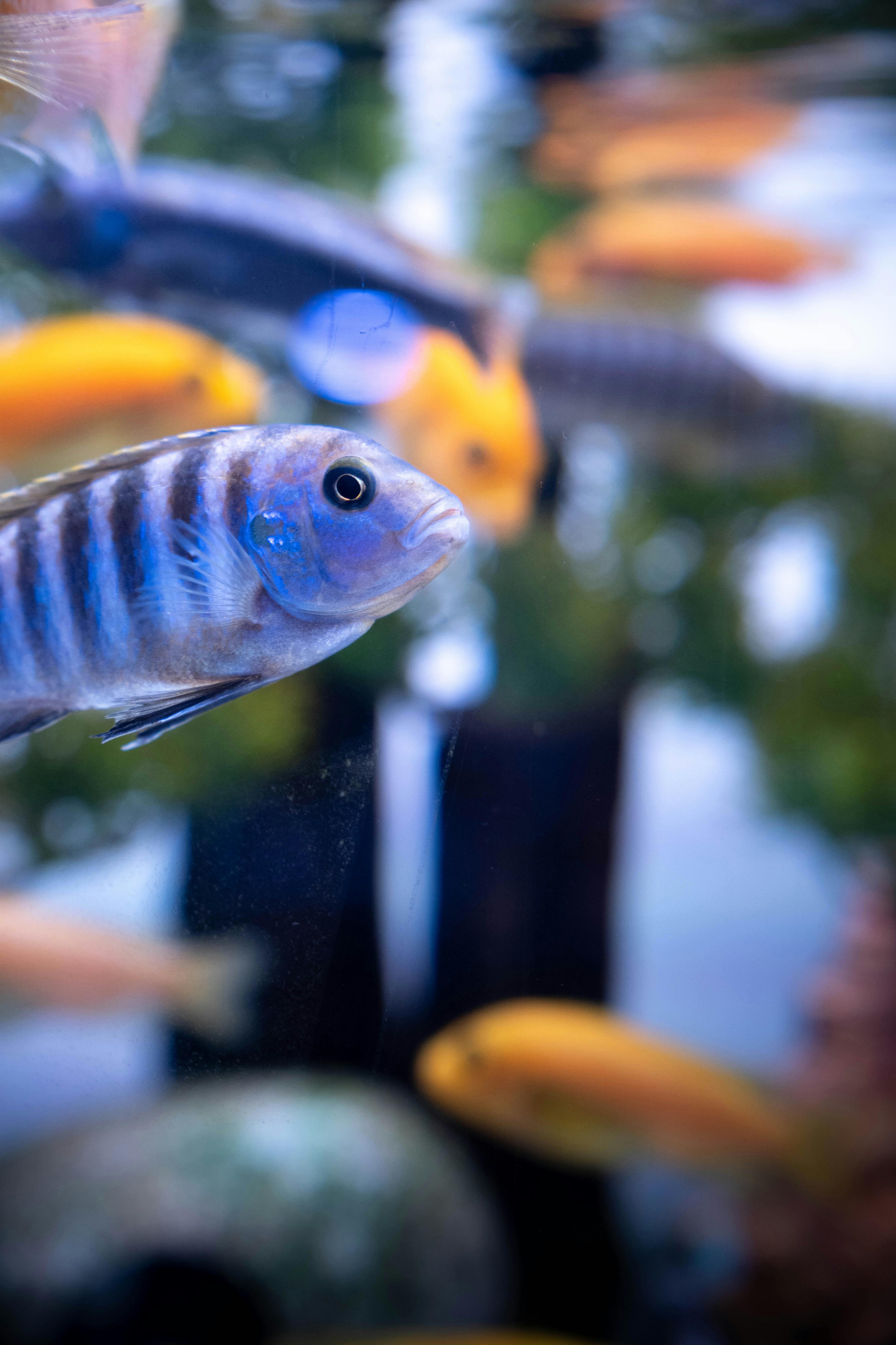 Vibrant cichlid fish swimming in a clear aquarium, showcasing bright colors and stripes.
