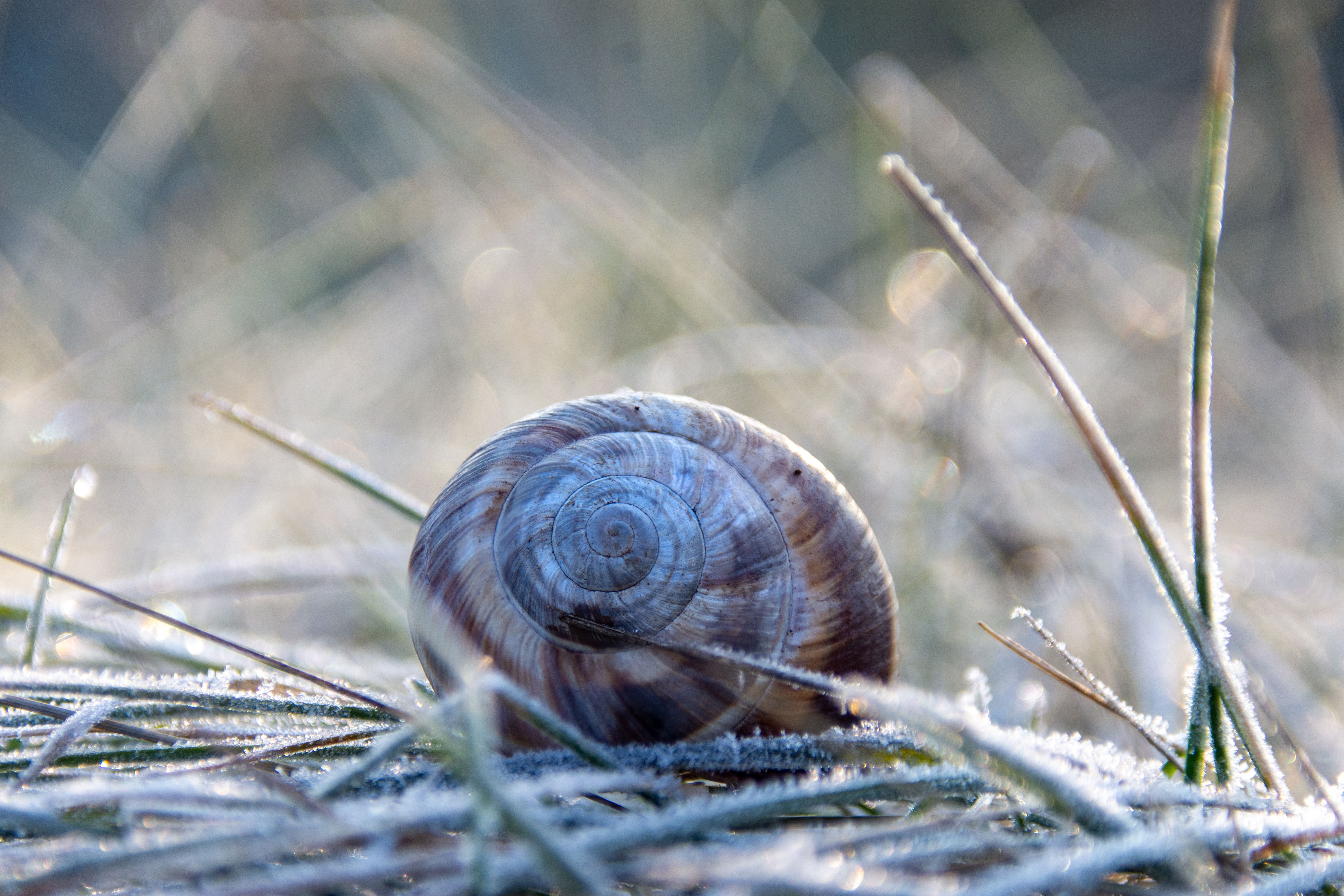 Frosty Morning Snail Shell on Grass · Free Stock Photo
