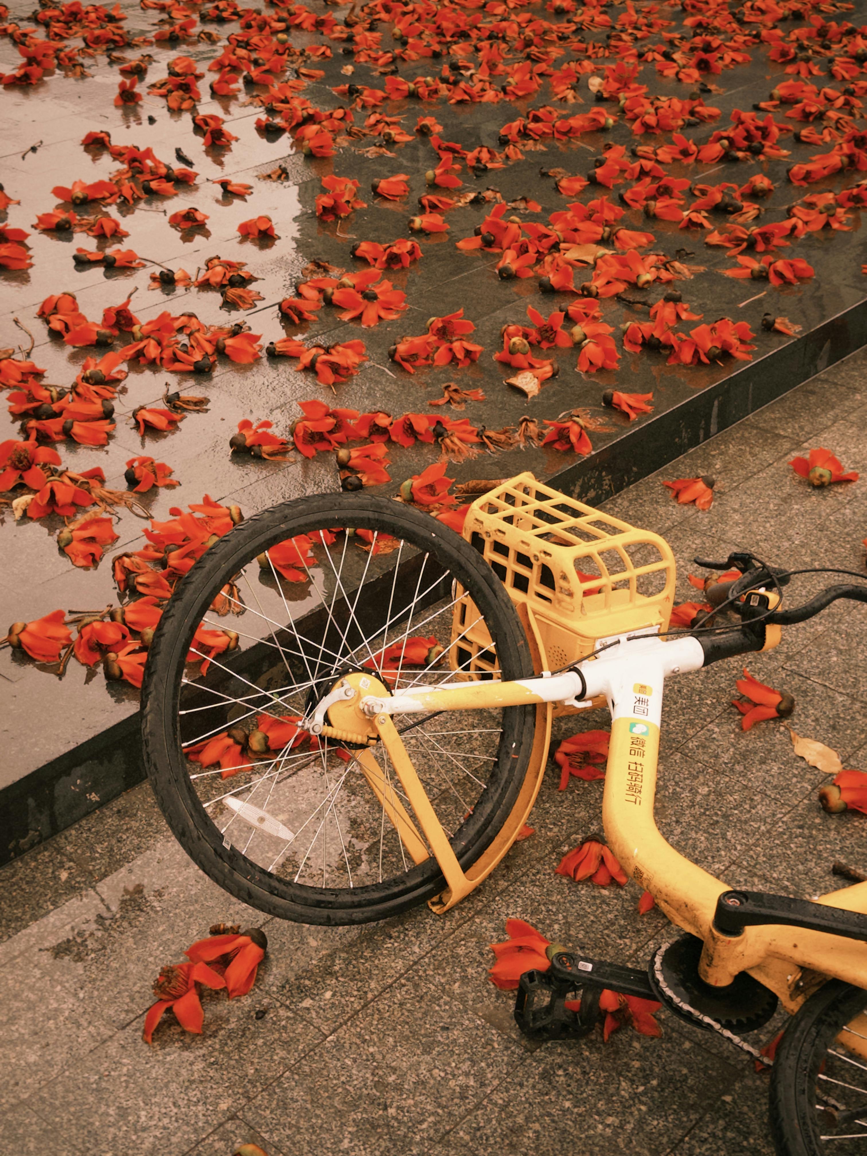 Gratis En gul sykkel ligger blant livlige røde blomster på et vått fortau i Guangdong i Kina. Arkivbilde