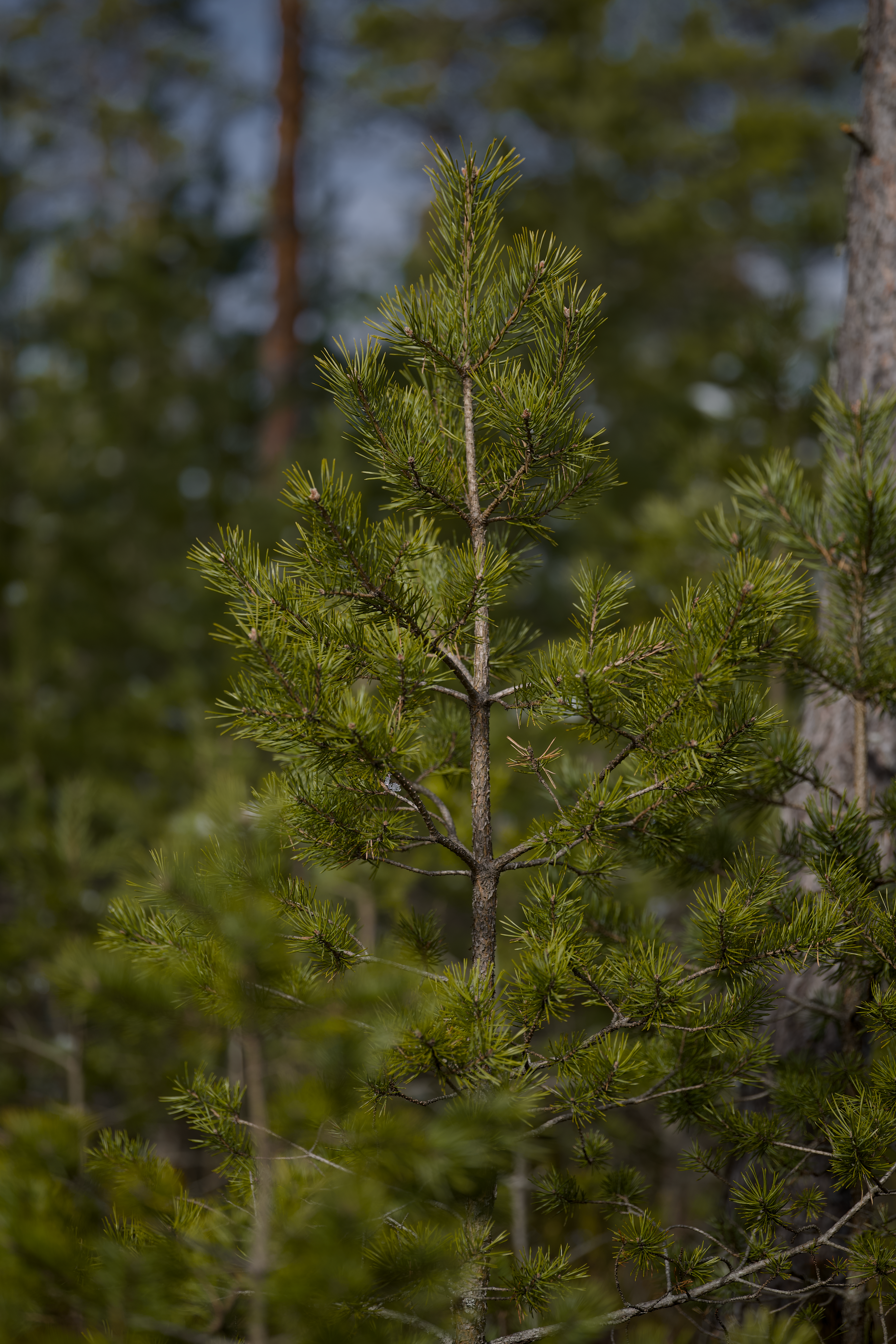 A detailed view of a young pine tree surrounded by a lush forest, showcasing its natural beauty.