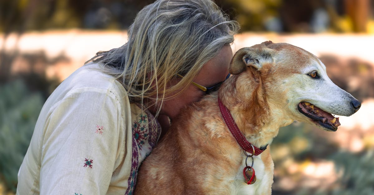 Les tendances 2026 : Innovations pour les animaux âgés