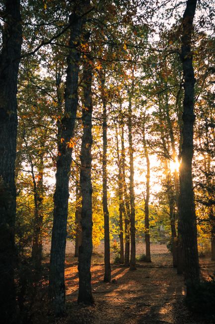 Serene sunlit forest with tall trees and golden foliage, capturing the essence of autumn.