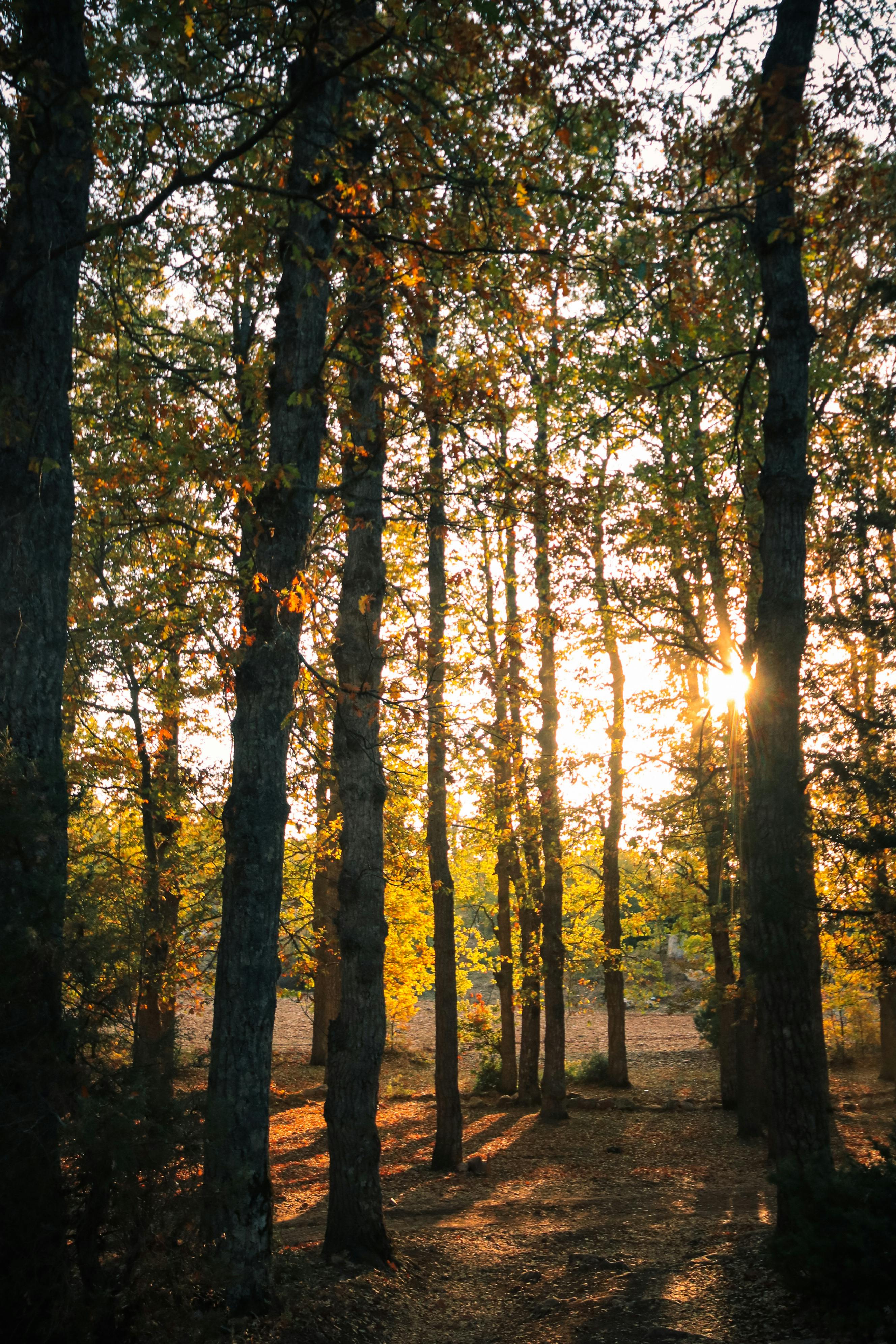 Free Serene sunlit forest with tall trees and golden foliage, capturing the essence of autumn. Stock Photo