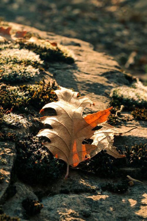 Free A close-up of a sunlit brown leaf on a moss-covered rock in autumn. Stock Photo