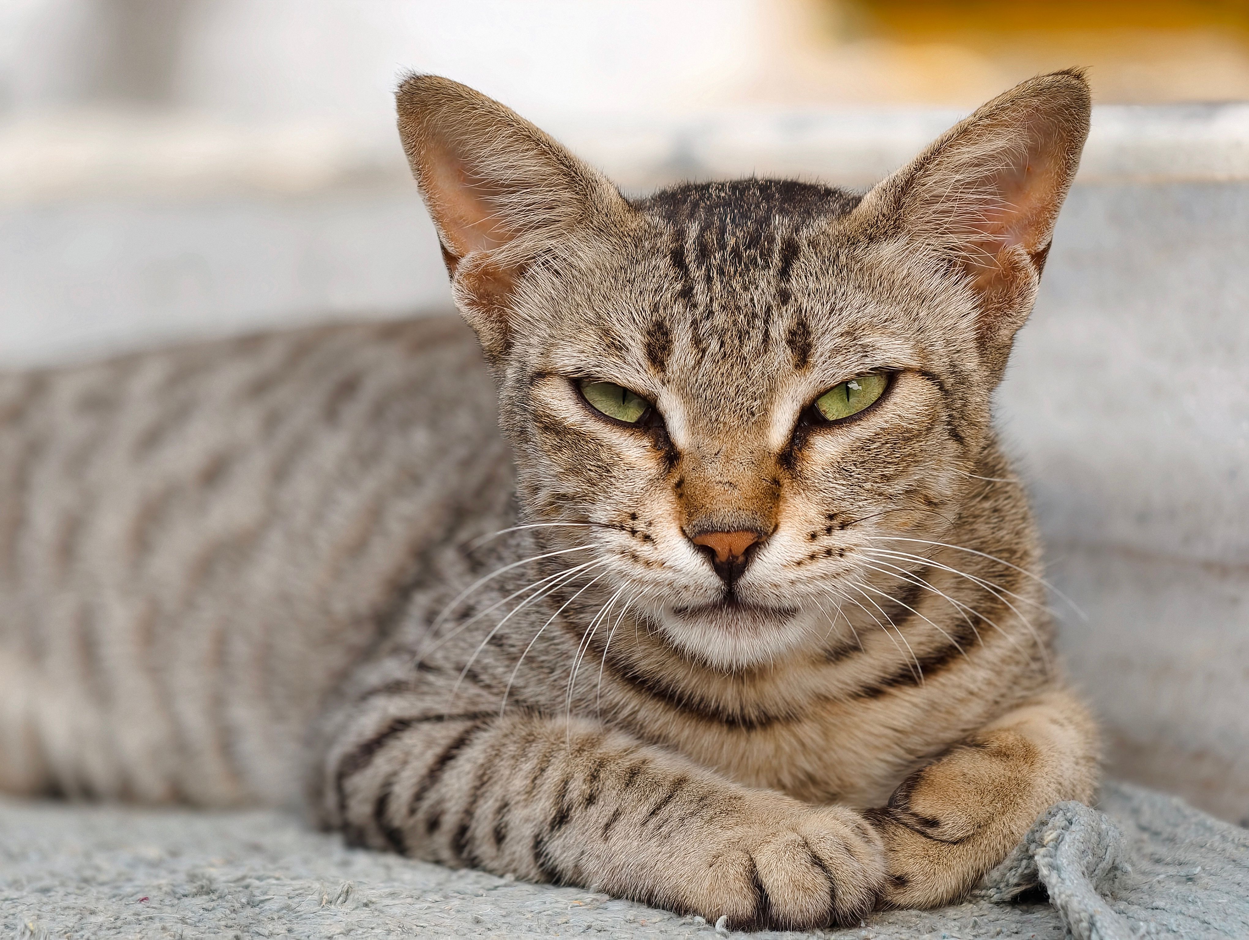 pet lifestyle bhopal — Photo by Garuda on Pexels