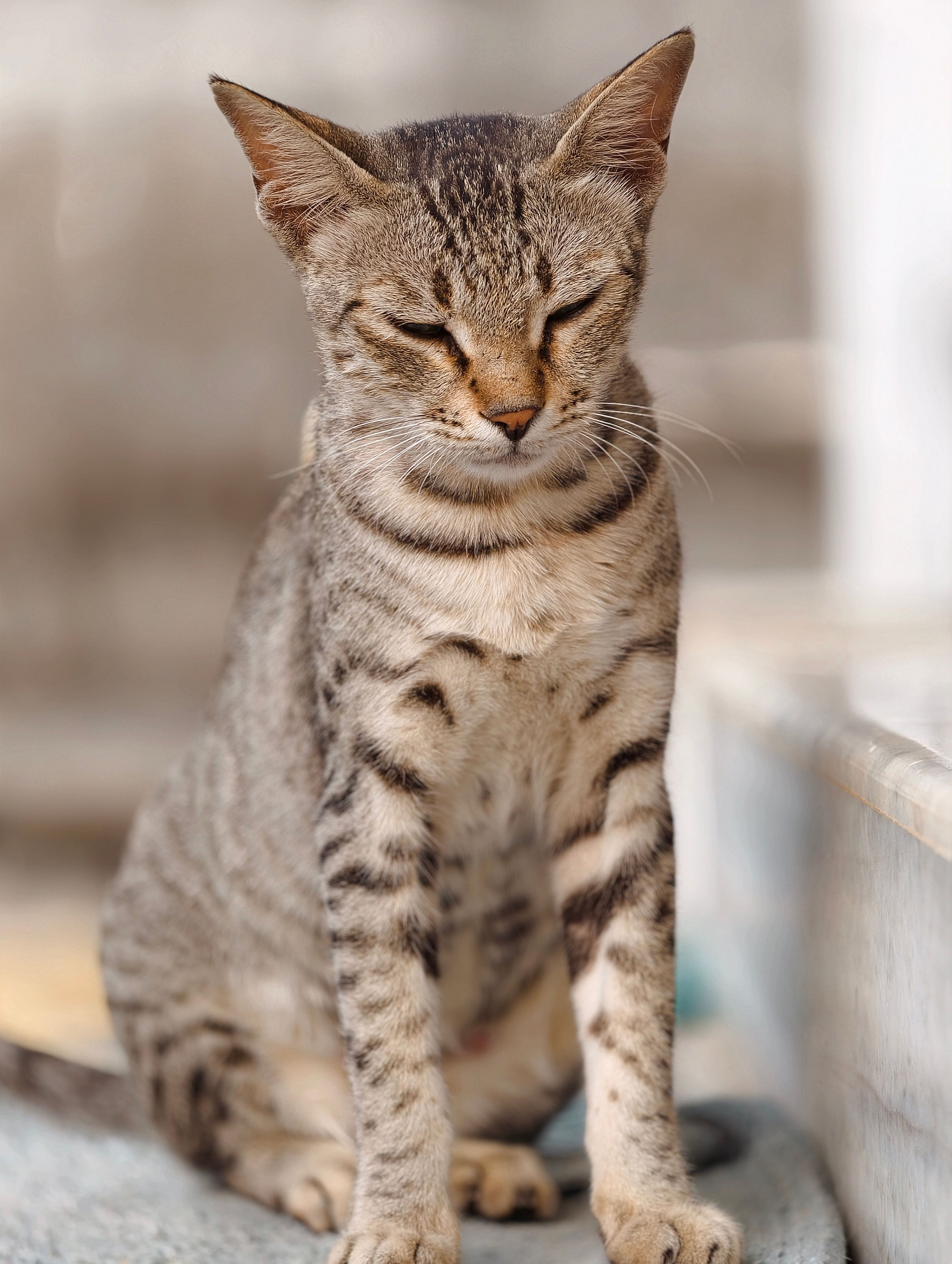 Portrait of a Relaxed Tabby Cat Sitting Outdoors · Free Stock Photo