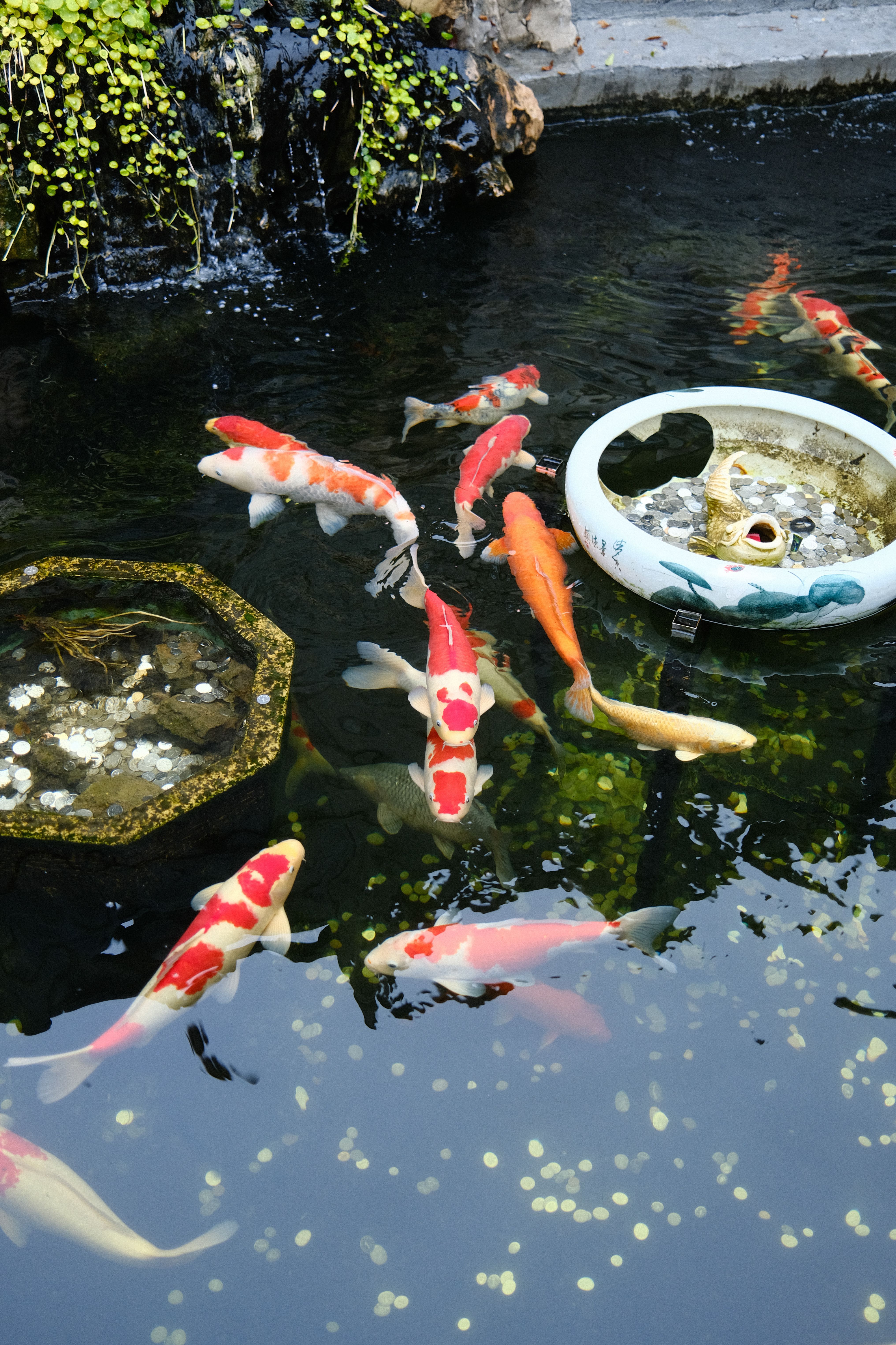 Vibrant koi swimming in a serene garden pond surrounded by lush greenery, creating a peaceful atmosphere.