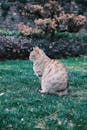 Elegant Tabby Cat in Serene Garden Setting
