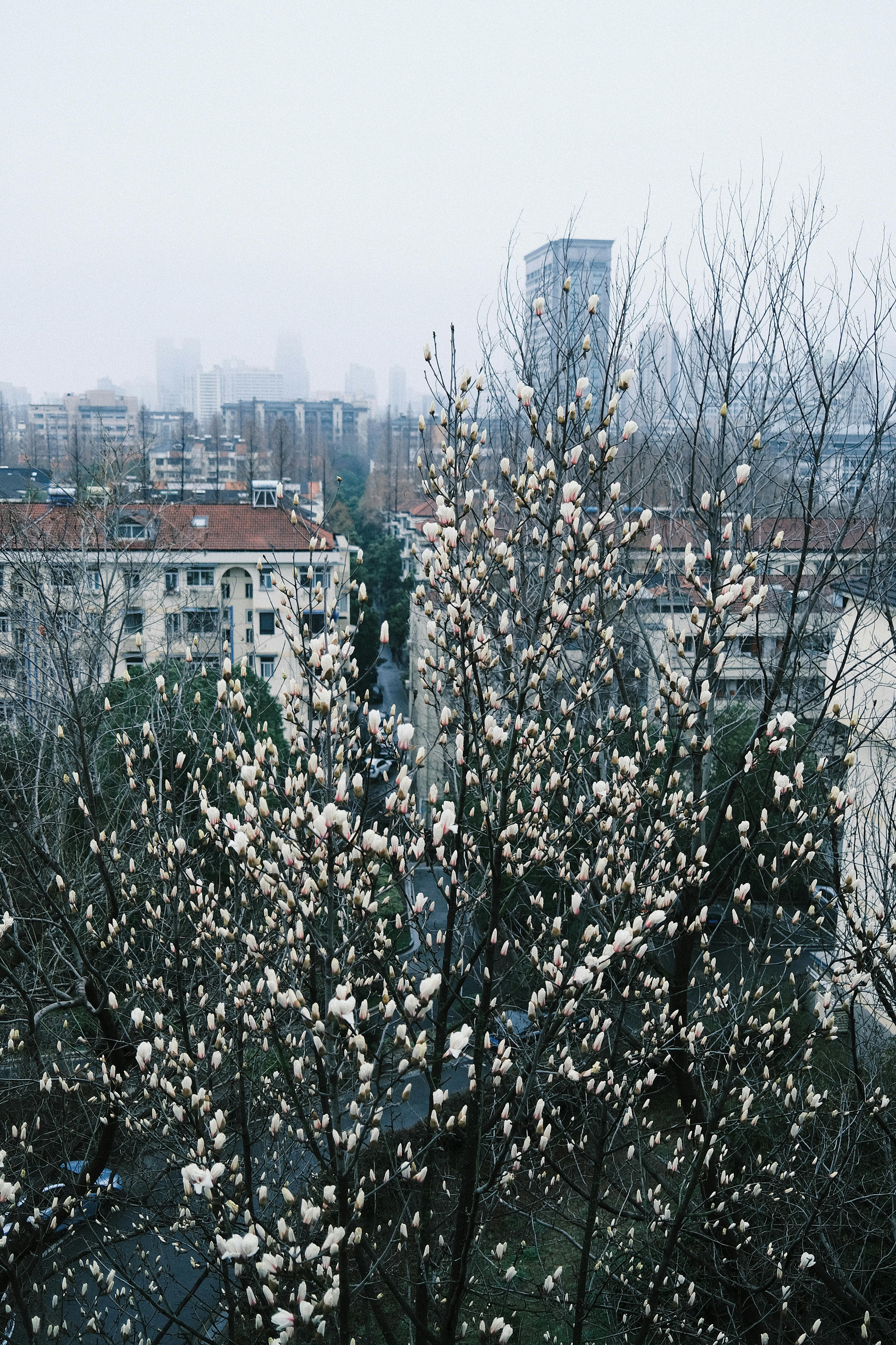 無料 南京市の都市景観を背景に、マグノリアの木が咲いている様子を、穏やかな冬の風景の中で撮影した写真です。 写真素材