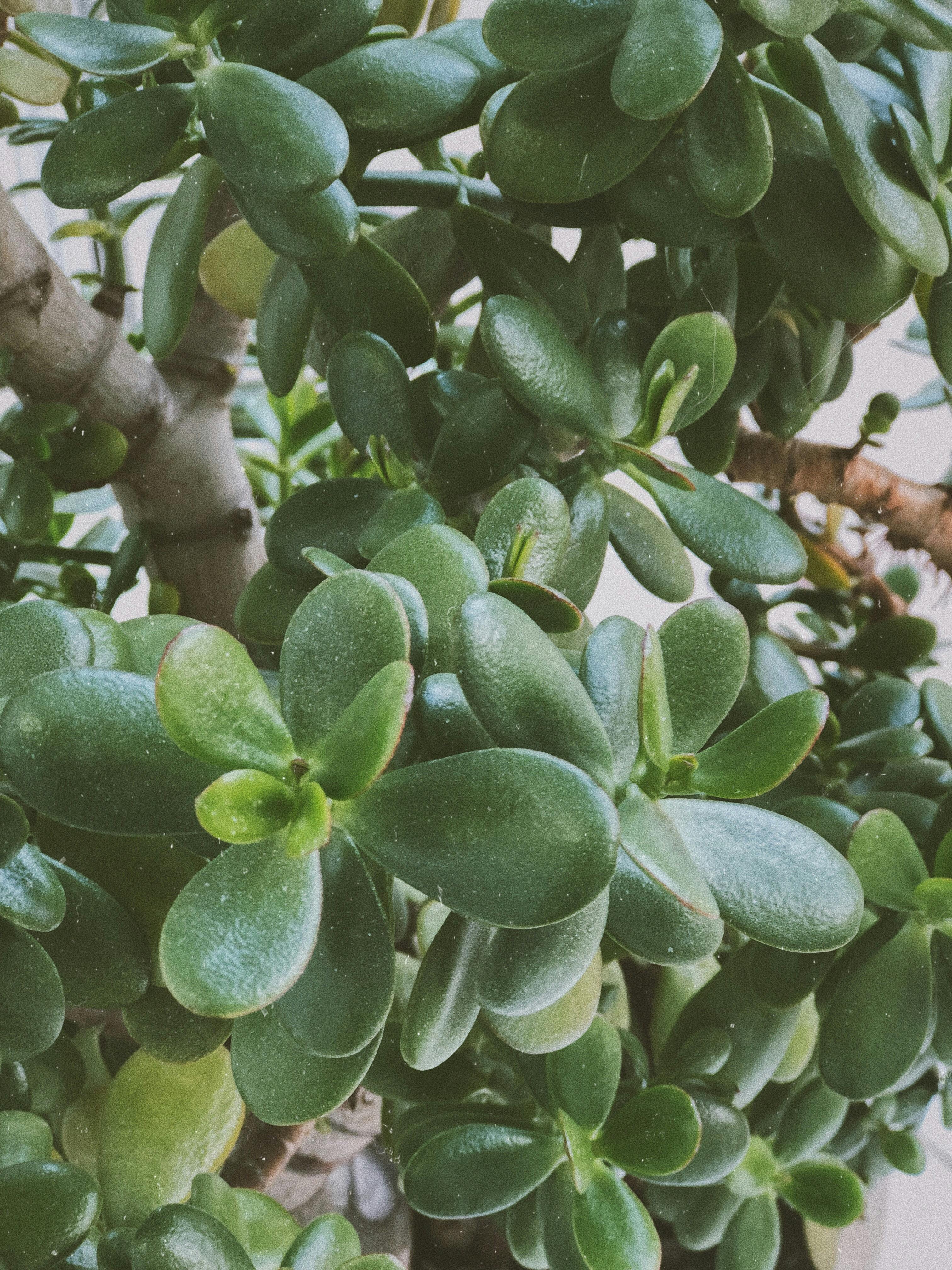 Crassula (Arbre de Jade)