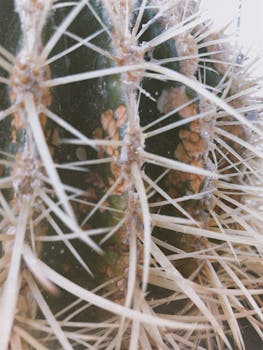 Detailed close-up of a cactus showcasing sharp spines and unique texture in soft lighting.