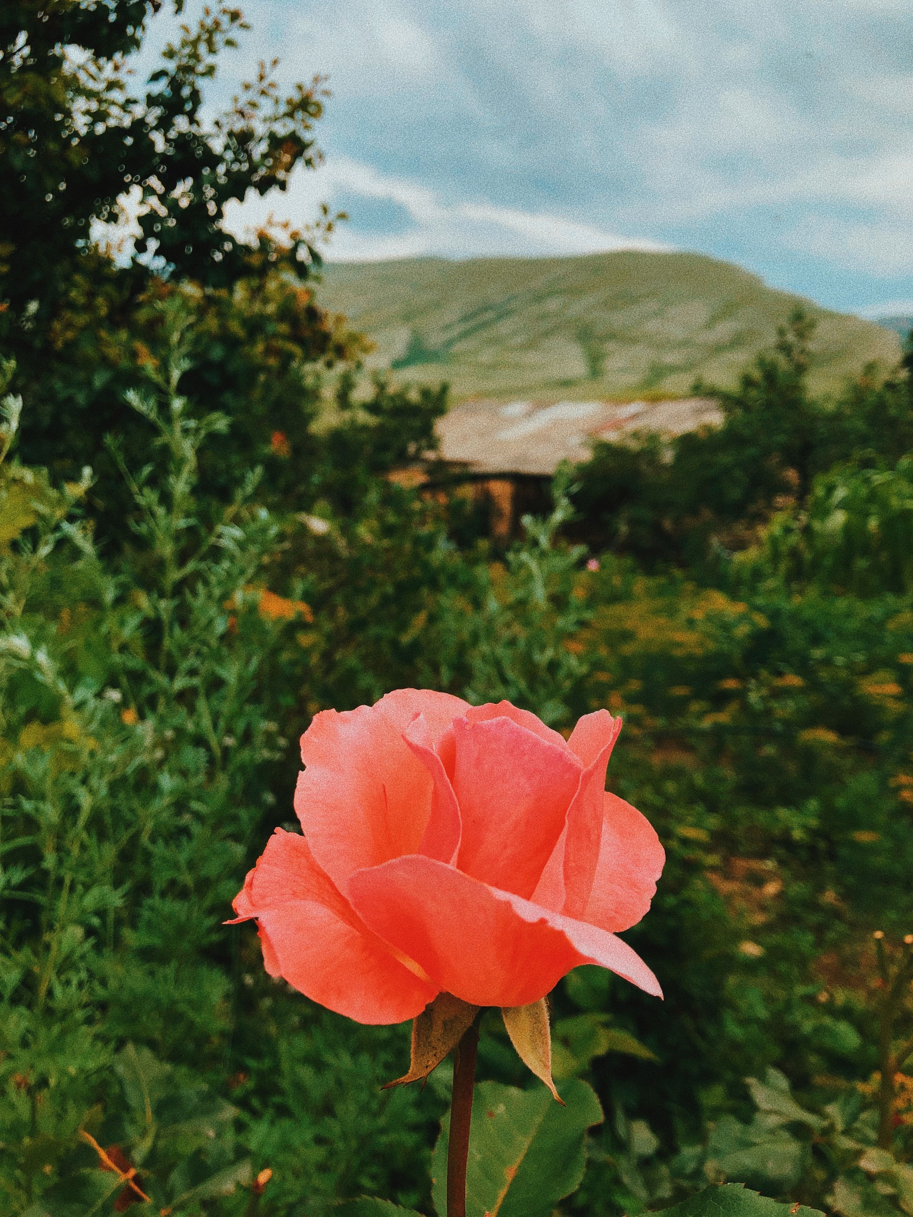 Vibrant Pink Rose in Bloom Against Scenic Landscape · Free Stock Photo